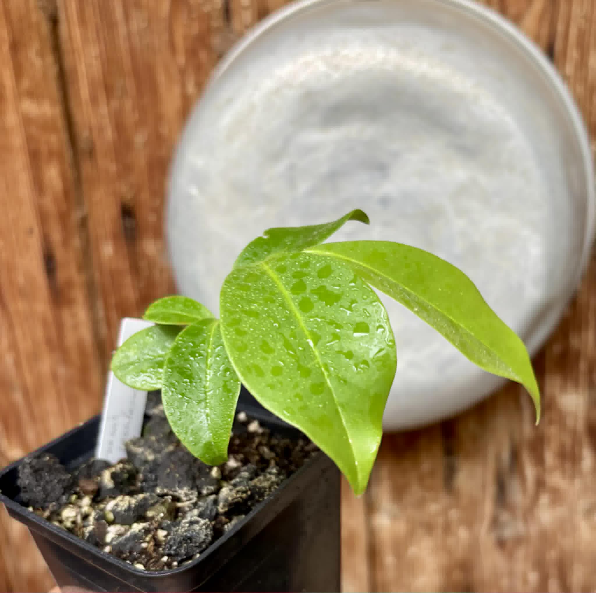 Annona montana - Mountain Soursop - 1 potted plant / 1 getopfte Pflanze