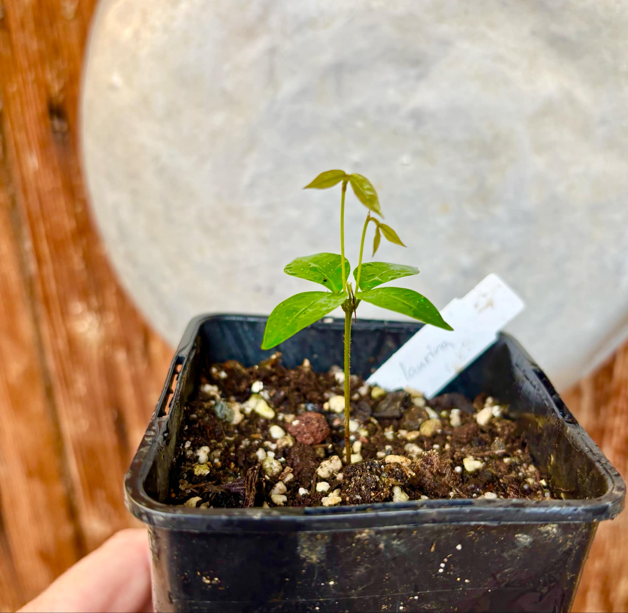 Inga laurina - 1 potted plant / 1 getopfte Pflanze Inga laurina - 1 potted plant / 1 getopfte Pflanze