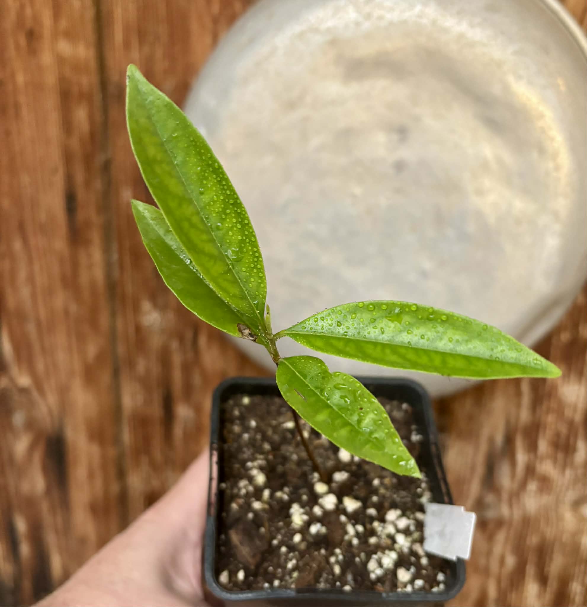 Eugenia sp Vinacea -  1 potted seedling / 1 getopfter Sämling