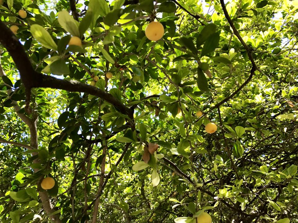 Kei Apple (Dovyalis caffra) germinated seeds / gekeimte Samen