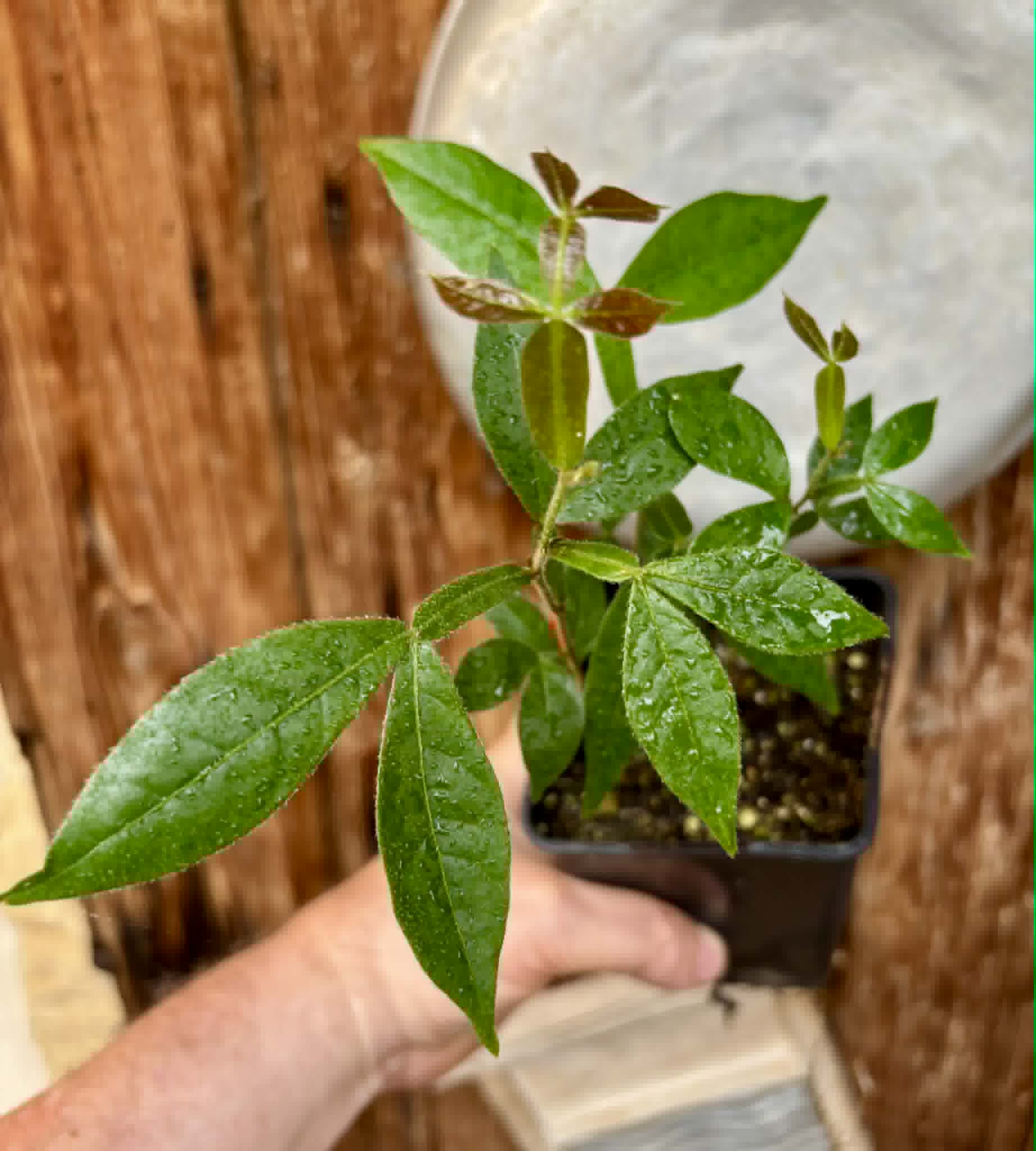 3 in 1 pot - Inga velutina  - 3 seedlings in one pot / 3 Sämlinge in einem Topf