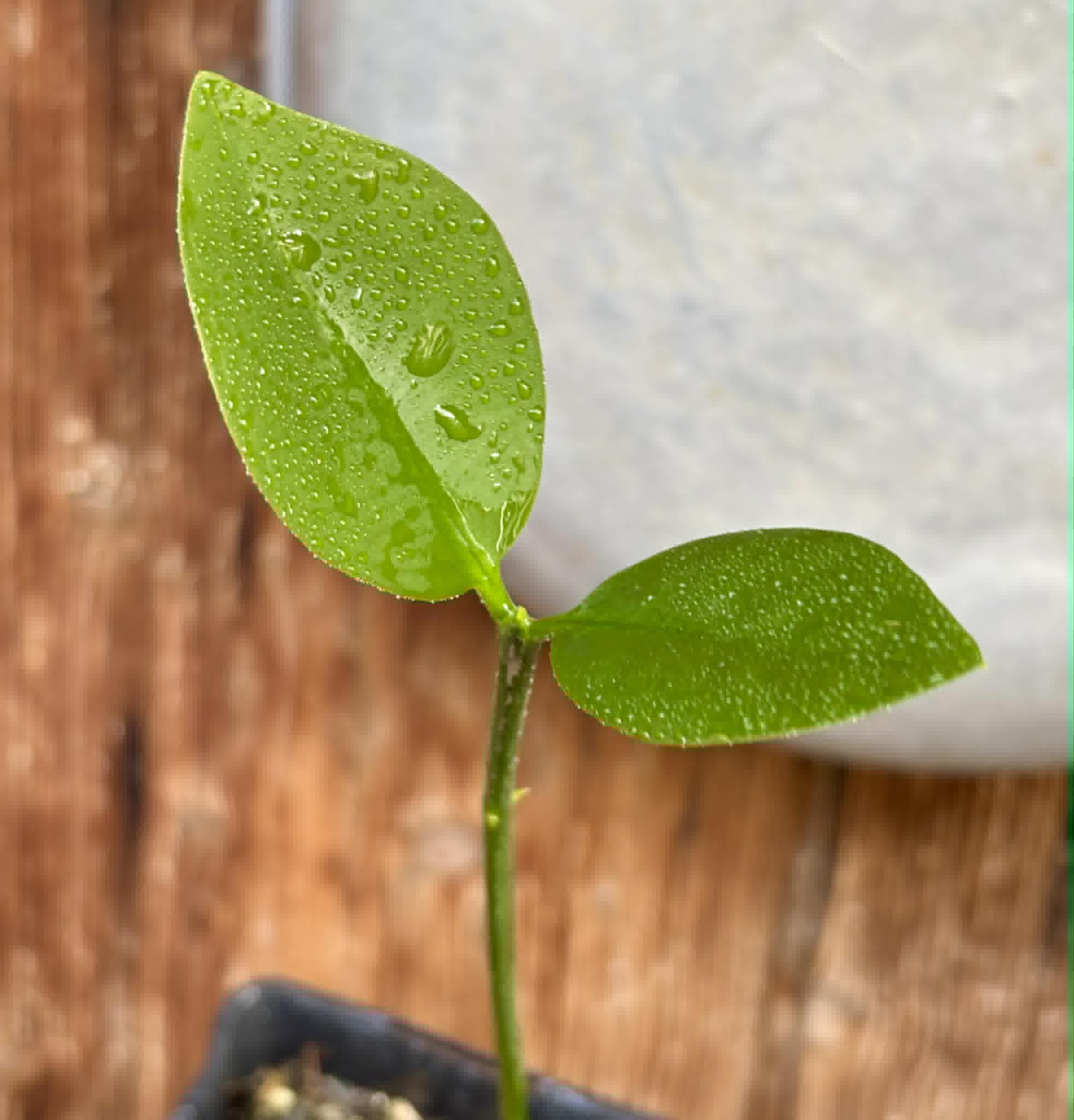 Eugenia sp BIG Conduru -  1 potted plant / 1 getopfte Pflanze