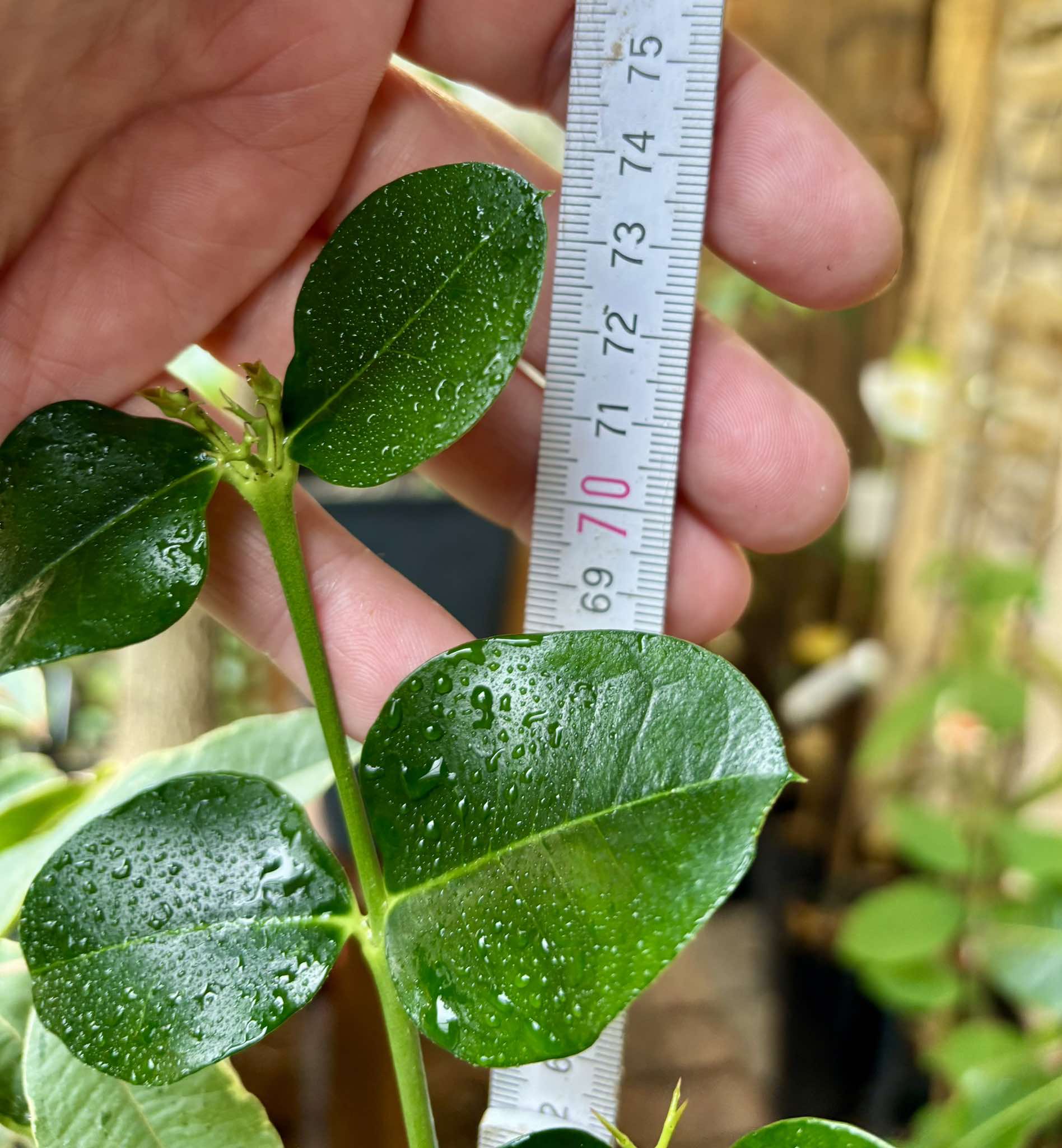Carissa macrocarpa - Natal Plum - rooted cutting - 1 potted rooted cutting / 1 getopfter, bewurzelter Steckling