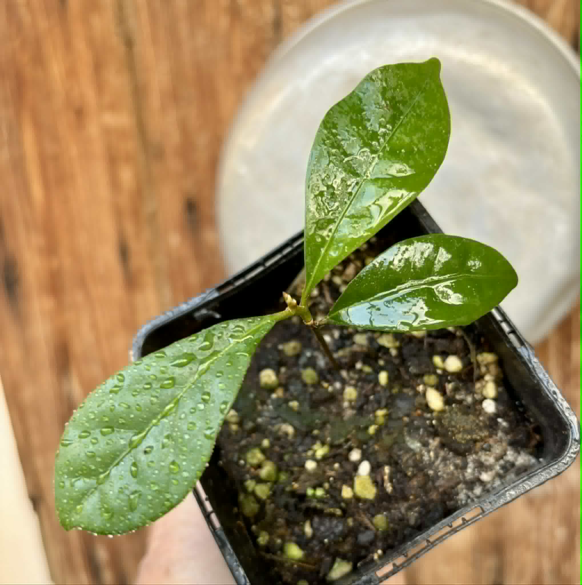 Pouteria bangii - 1 potted plant / 1 getopfte Pflanze