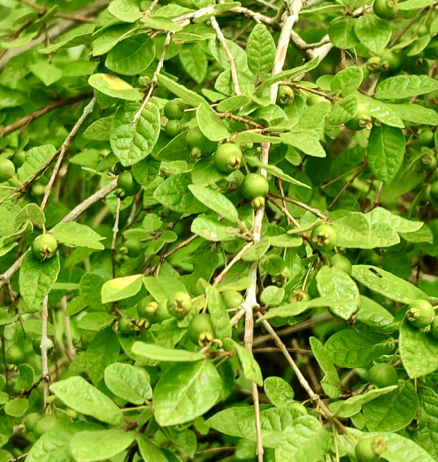 Campomanesia eugenioides var desertorum -  1 fresh seed / 1 frischer Samen