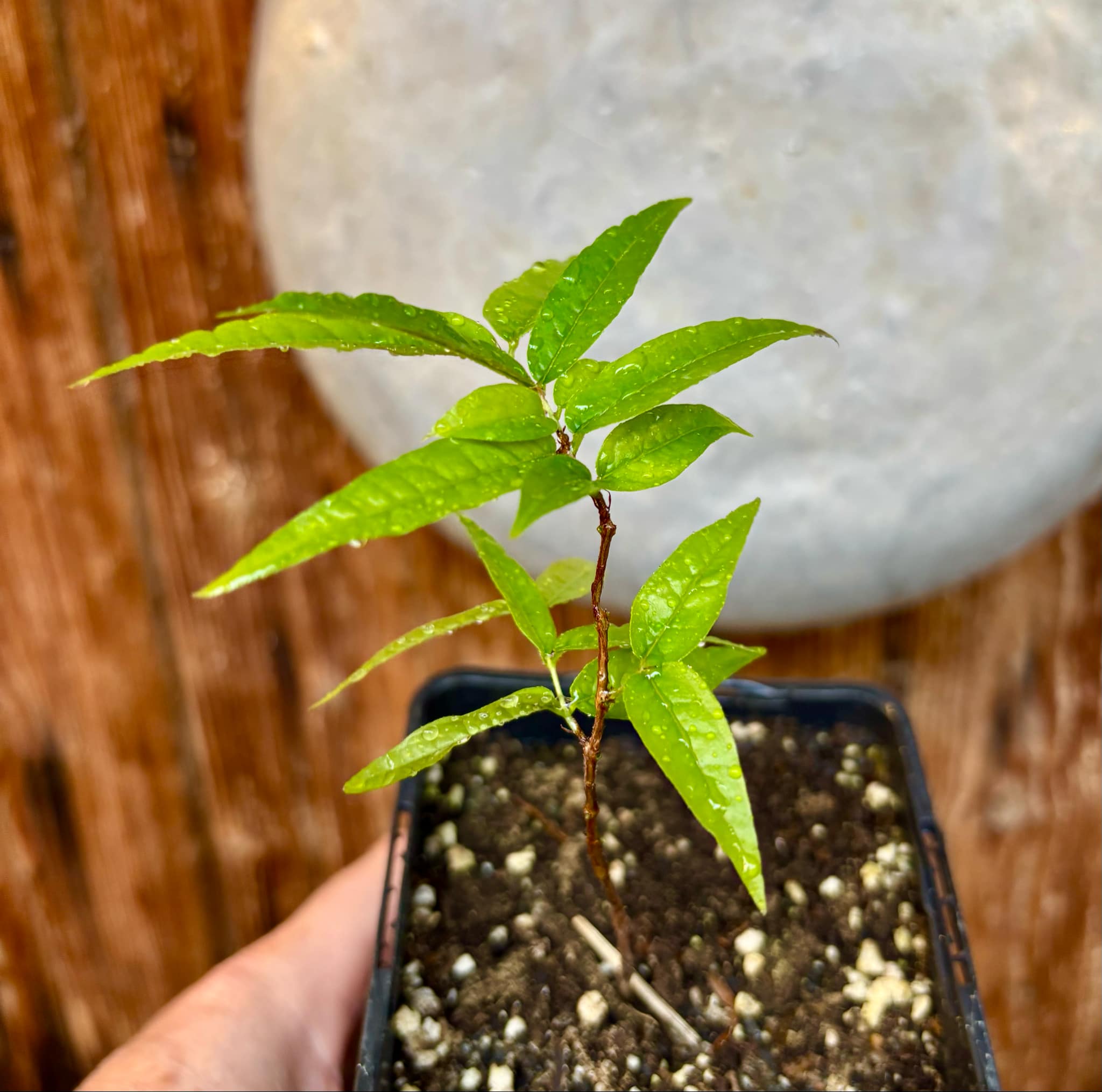 Plinia spiritosantensis var. Mucuri Velvet - 1 potted plant/ 1 getopfte Pflanze
