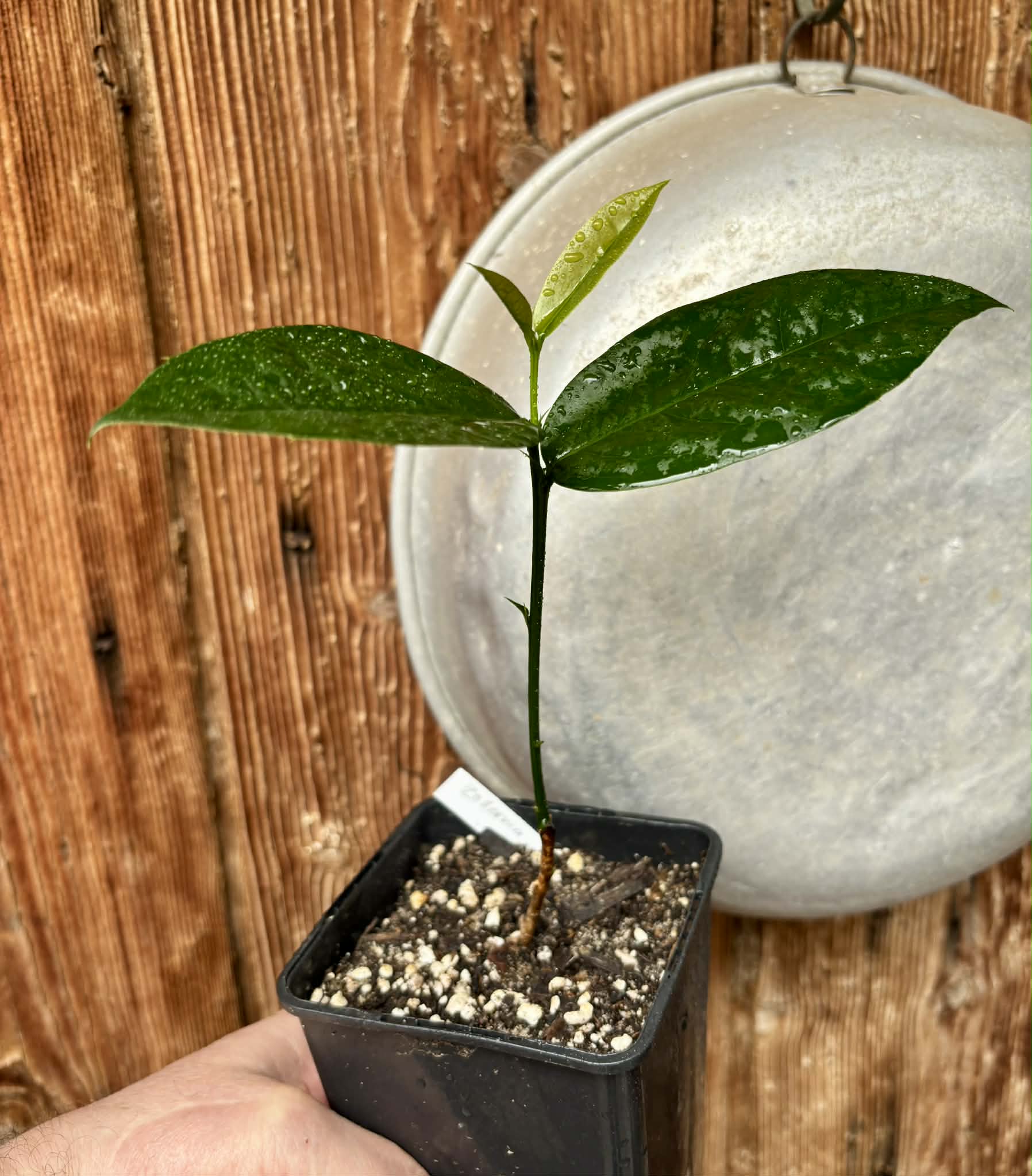 Zollernia ilicifolia - 1 potted seedling / 1 getopfter Sämling