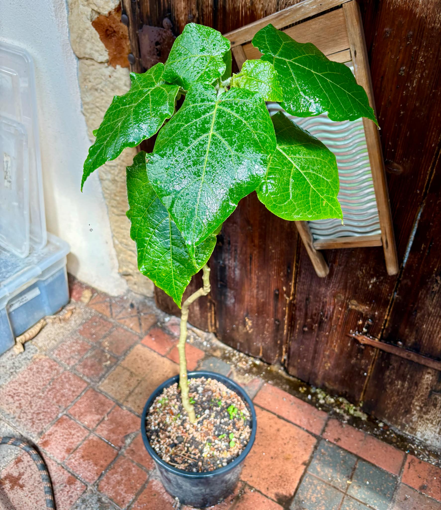 Hardy Tamarillo (Solanum corymbiflorum) - 1 potted plant / 1 getopfte Pflanze 