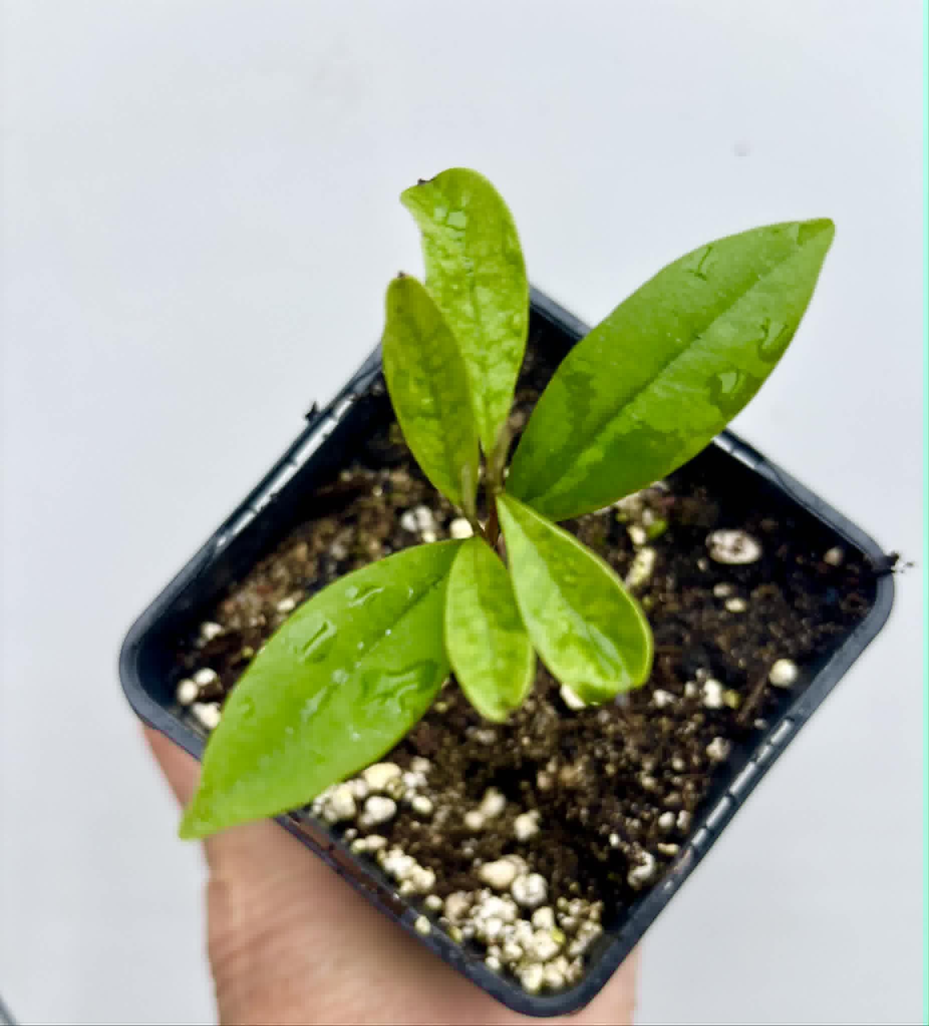Eugenia sp Roxa do Rio - 1 potted seedling / 1 getopfter Sämling
