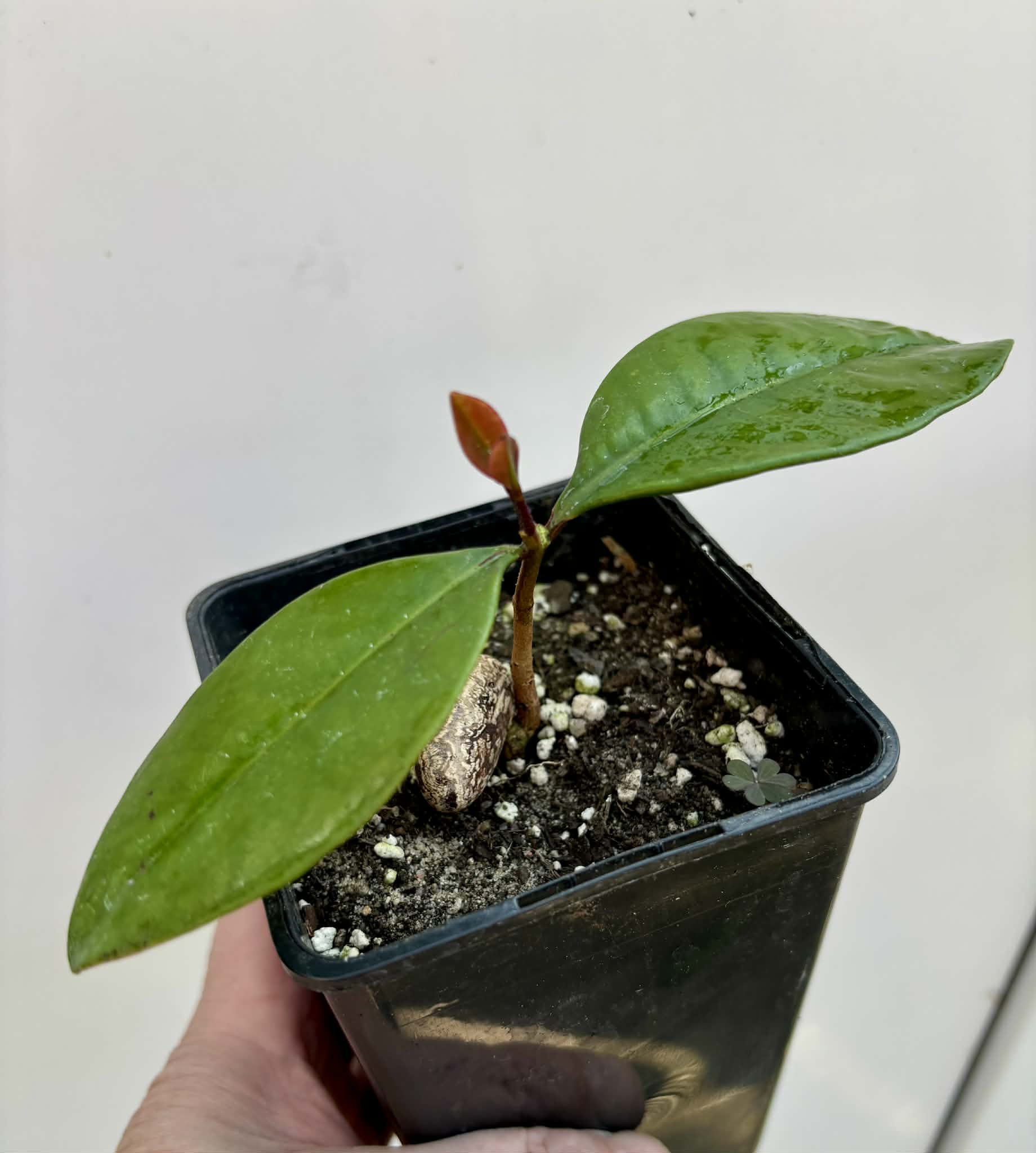 Eugenia sp Essencia negra - 1 potted seedling / 1 getopfter Sämling
