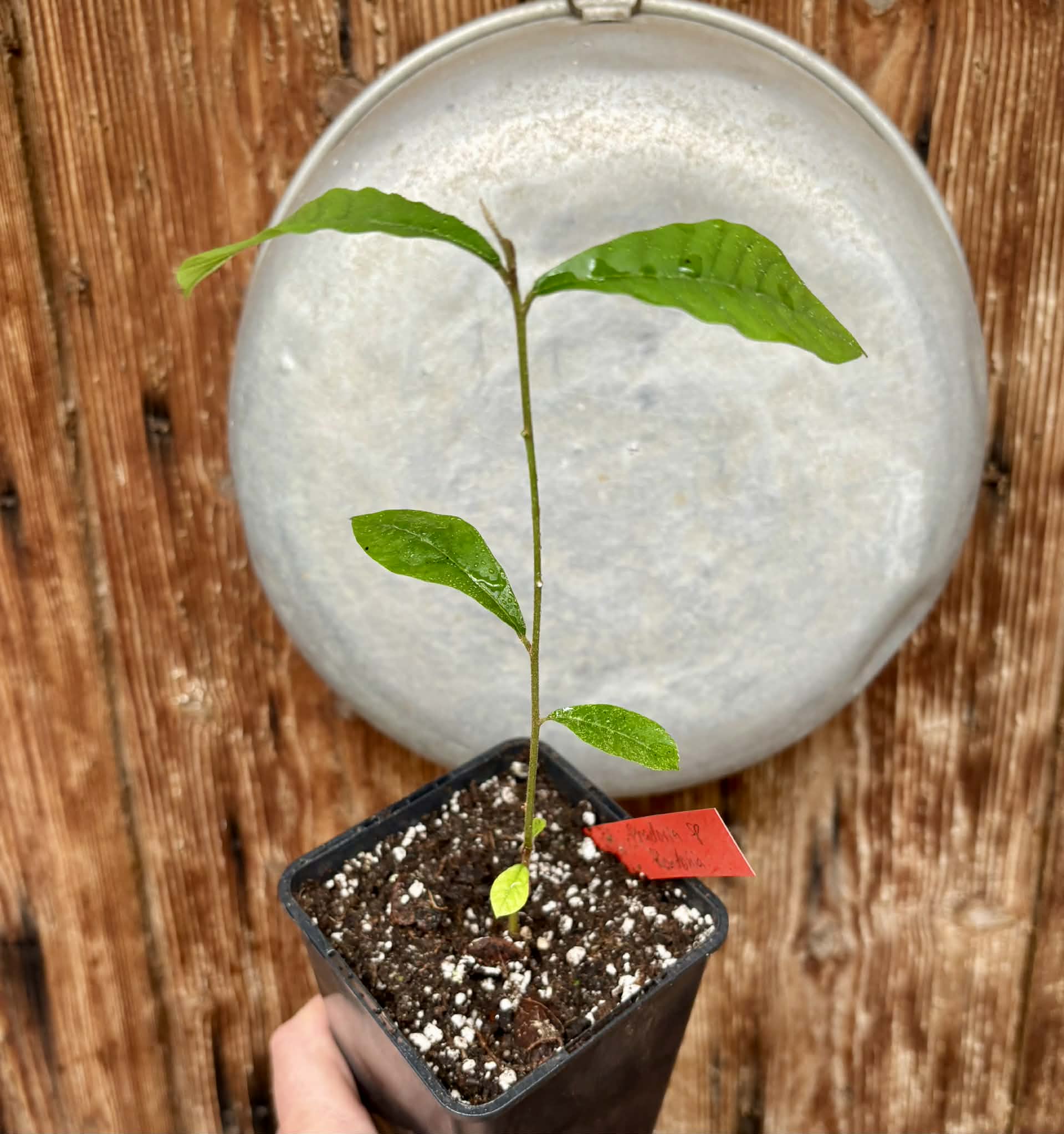 Pradosia sp Rondonia - 1 potted seedling / 1 getopfter Sämling