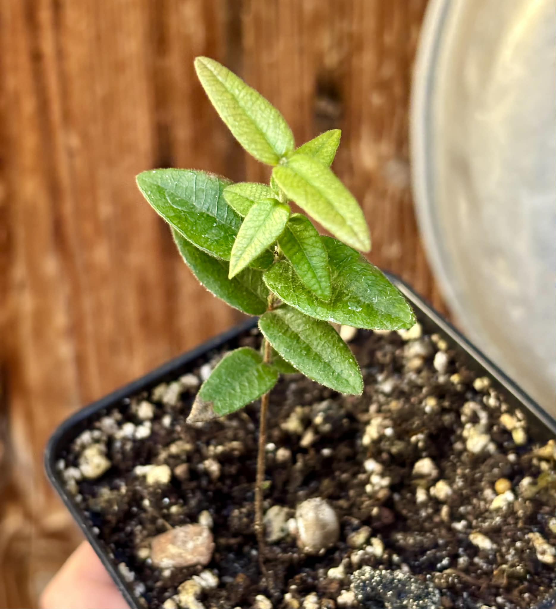 Myrciaria caerulescens (Roxa - Blue Guaquiea) - 1 potted seedling / 1 getopfter Sämling