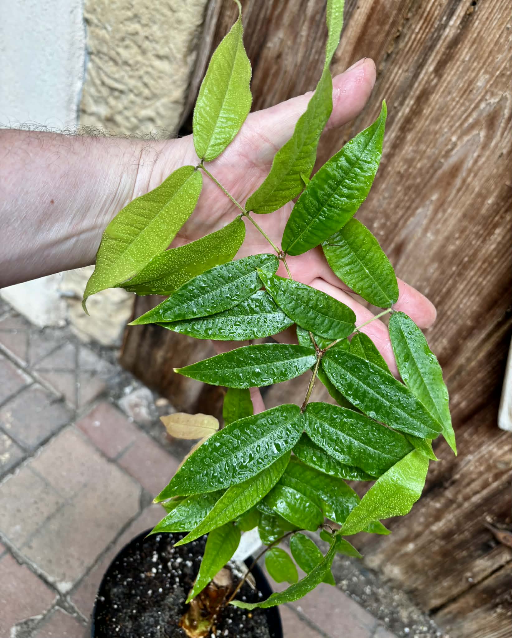 Plinia aureana "Branca Costada"  - 1 potted plant / 1 getopfte Pflanze