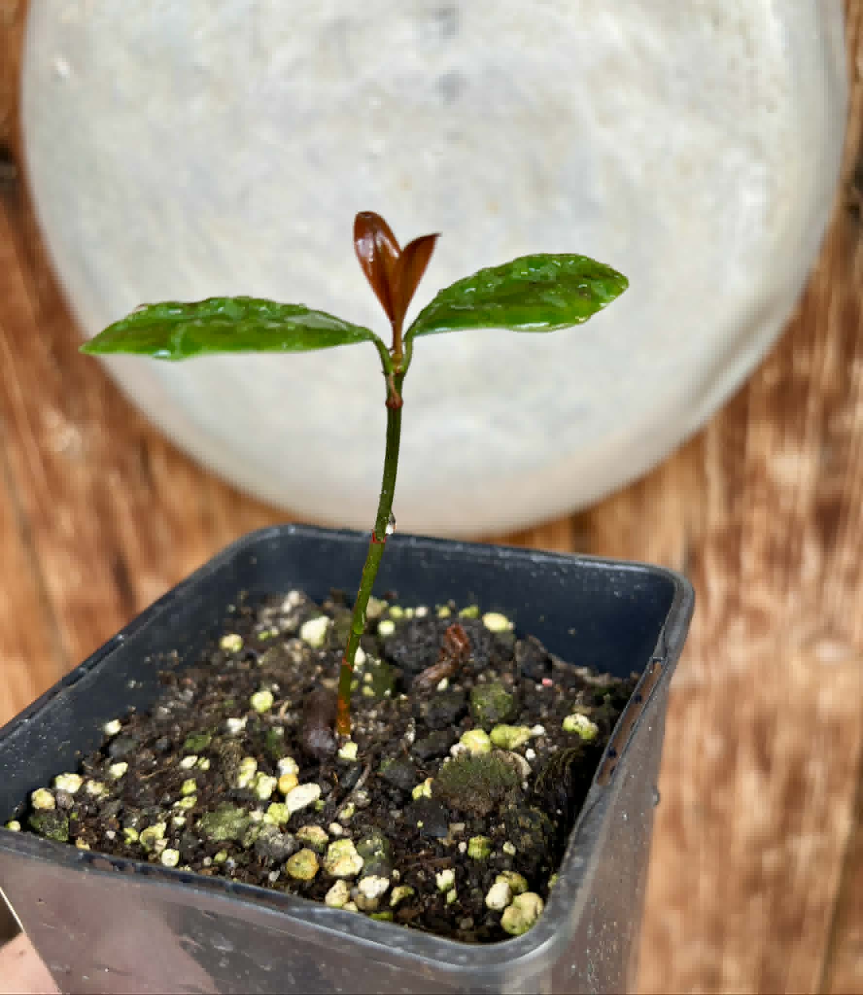 Bacupari  (Garcinia brasiliensis) -  1 potted seedling / 1 getopfter Sämling