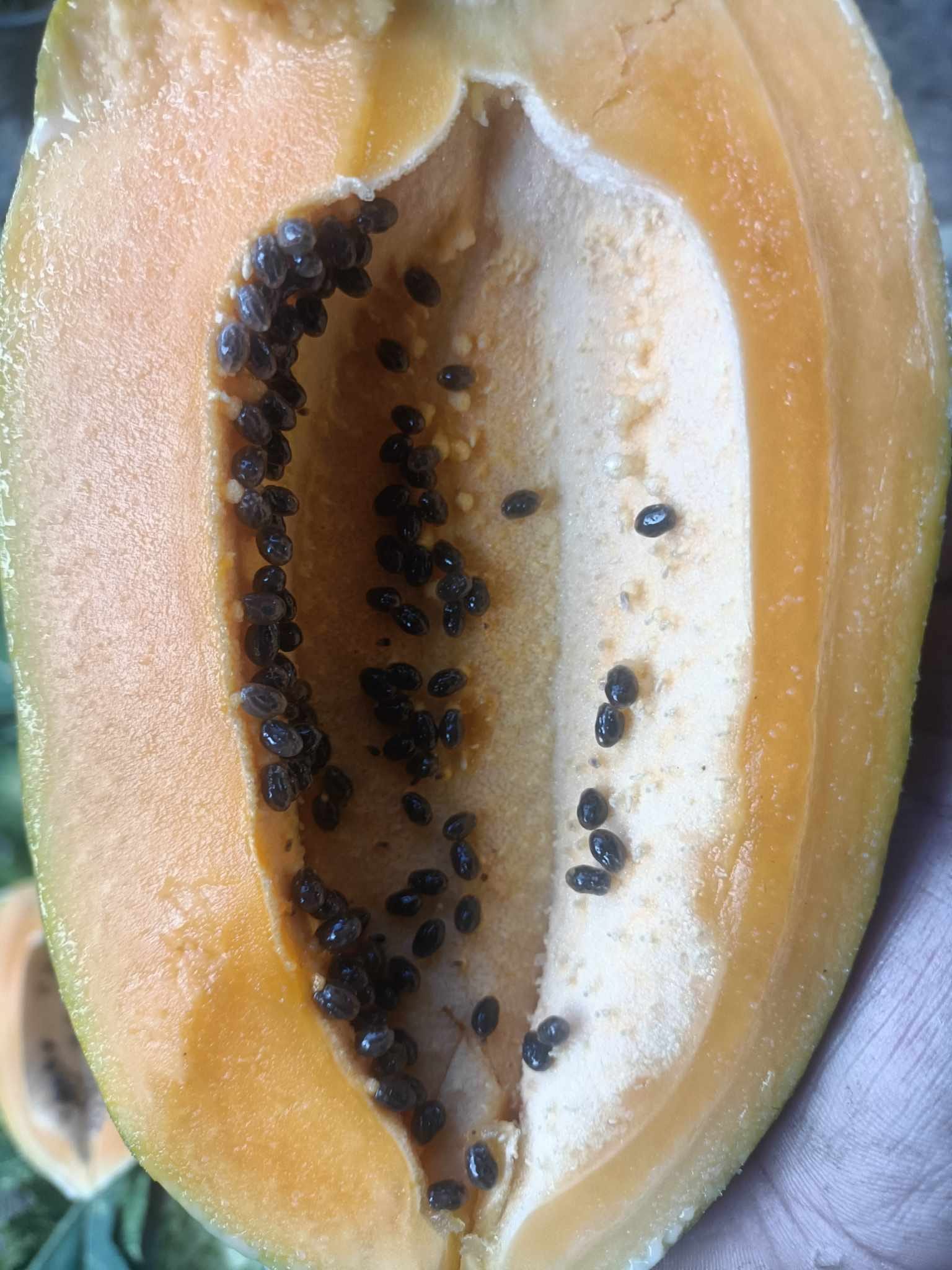 Variegated Papaya (Carica papaya) - 1 fresh seed / 1 frischer Samen