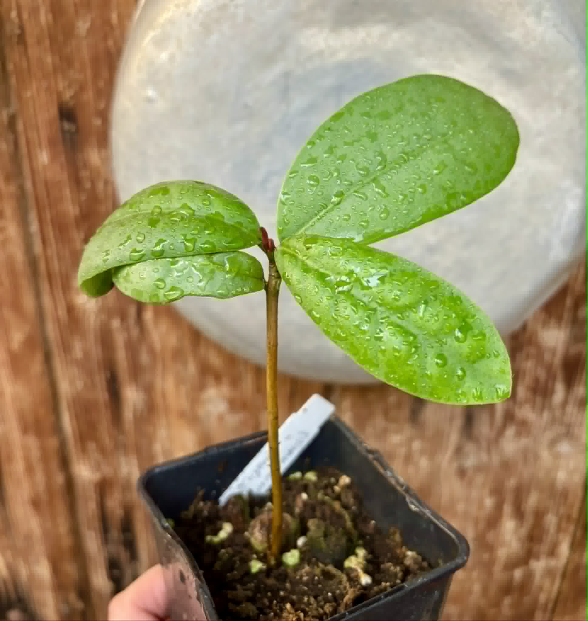 Eugenia itapemirimensis - 1 potted plant / 1 getopfte Pflanze