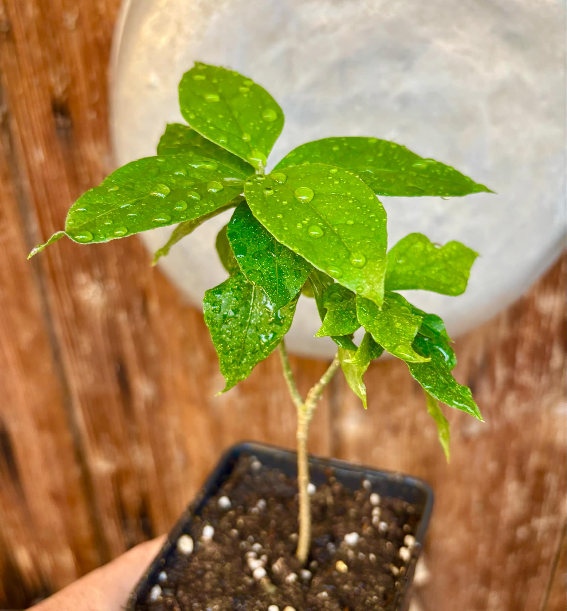 Peanutbutter Fruit (Bunchosia glandulifera) - 1 potted plant / 1 getopfte Pflanze