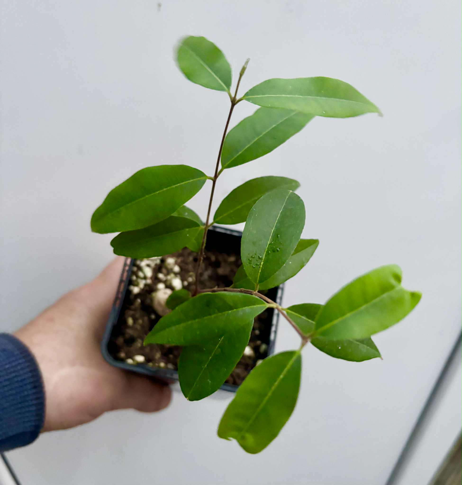 Uvaia do Visconde (Eugenia beaurepairiana) - potted seedling / 1 getopfter Sämling
