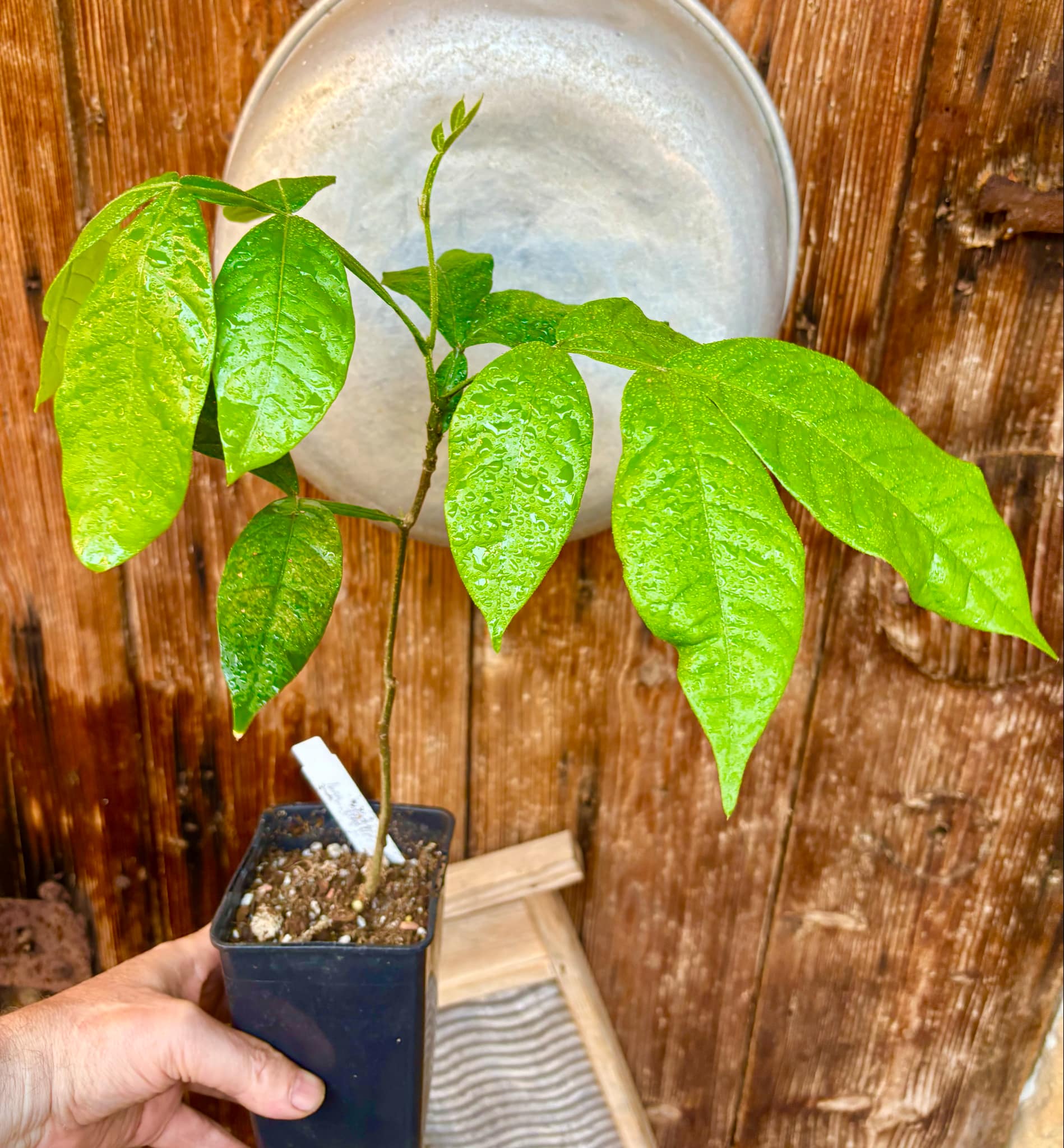 Inga feuilleei - Pacay Ice Cream Bean - 1 potted plant / 1 getopfte Pflanze Inga feuilleei - Pacay Ice Cream Bean - 1 potted plant / 1 getopfte Pflanze