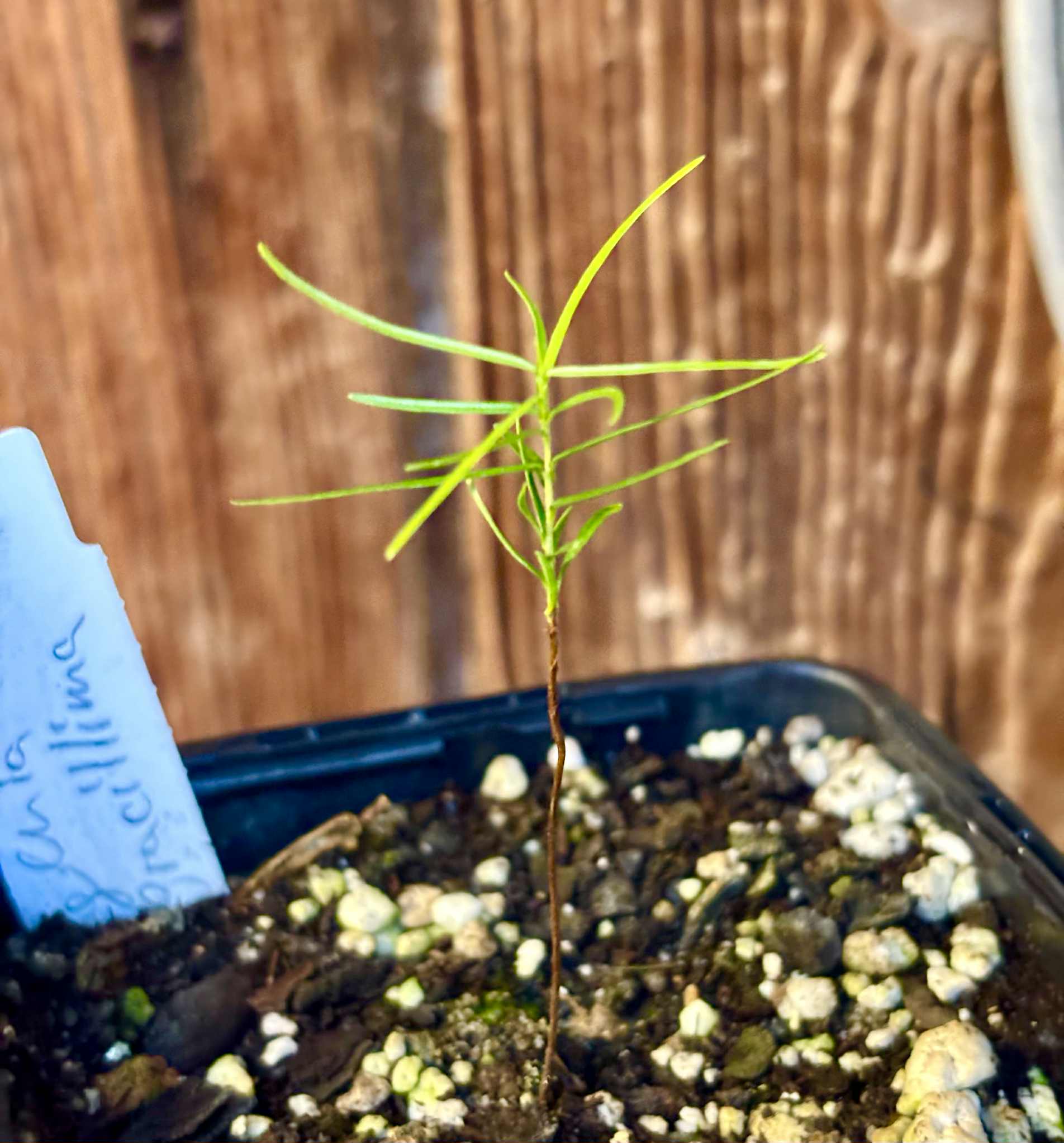 only one seedling available - Fruto da Murta (Eugenia gracillima) - 1 small potted seedling / 1 kleiner, getopfter Sämling