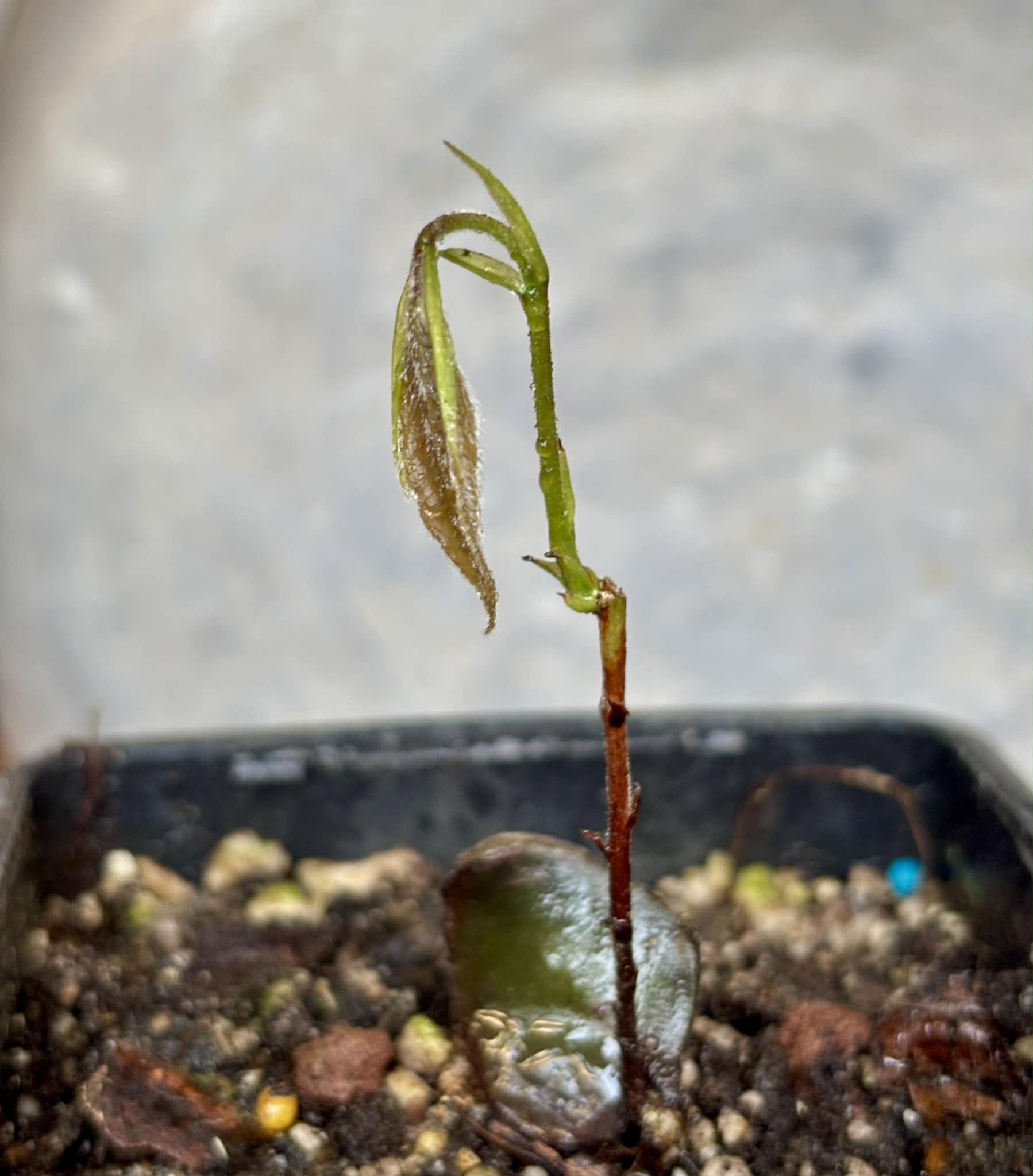 Cambuca (Plinia edulis) - 1 potted seedling / 1 getopfter Sämling