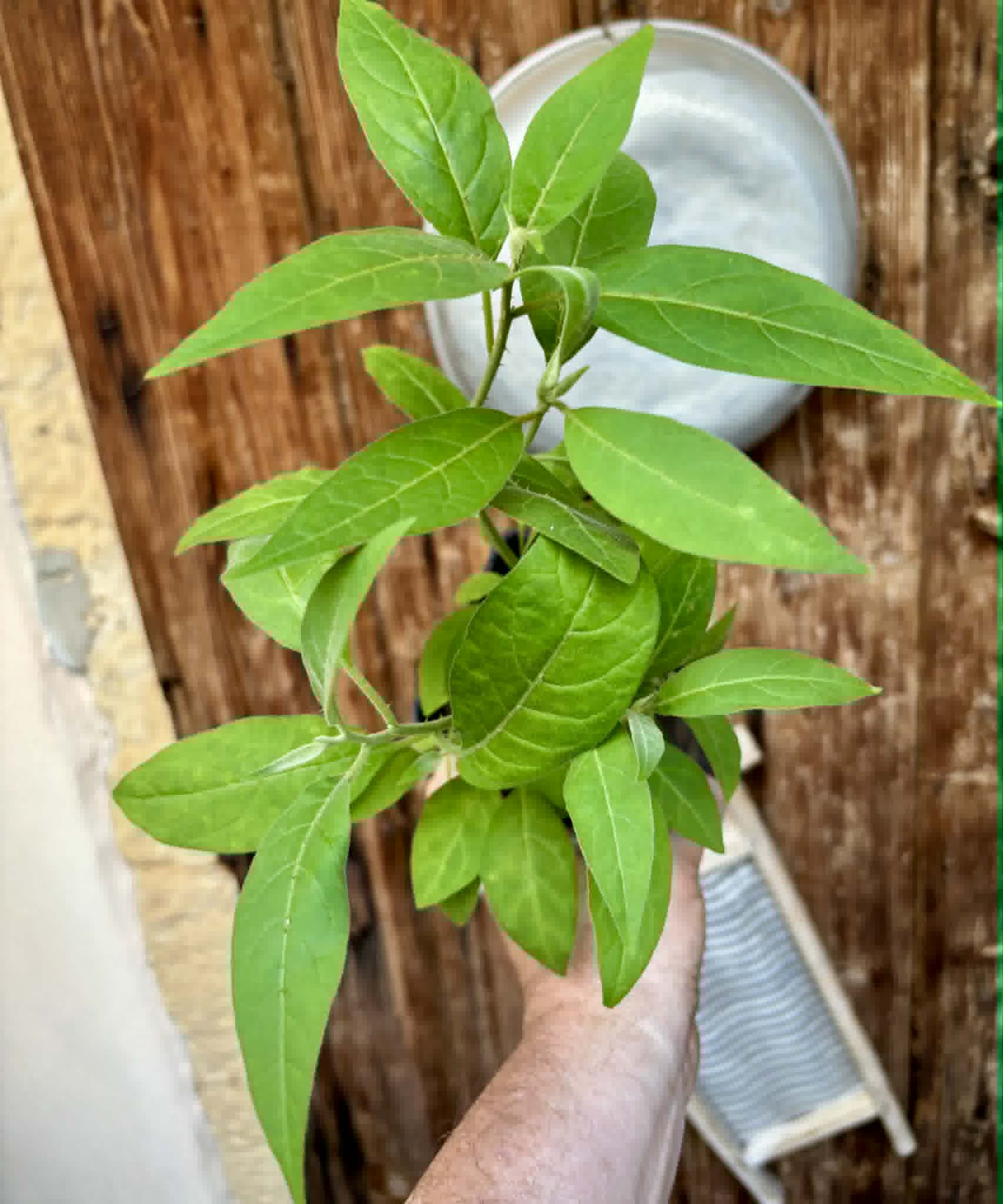 6 in 1 pot - Solanum sp. Mata Escura - 6 seedlings in one pot - 6 Sämlinge in einem Topf