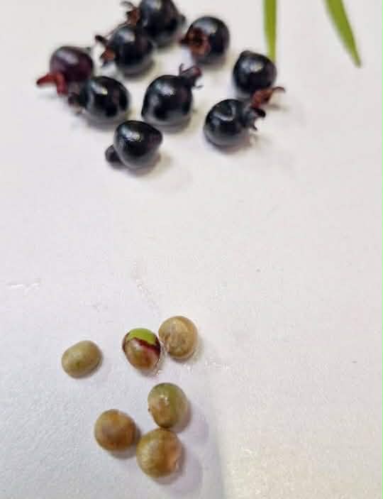 Eugenia salicifolia  - 1 fresh seed / 1 frischer Samen