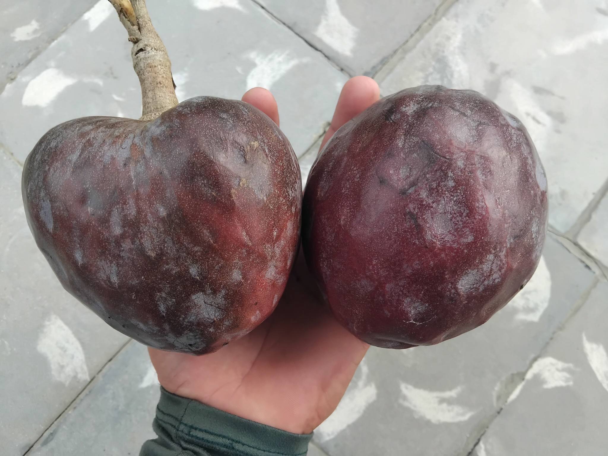 Annona reticulata var San Pablo- 1 fresh seed / 1 frischer Samen