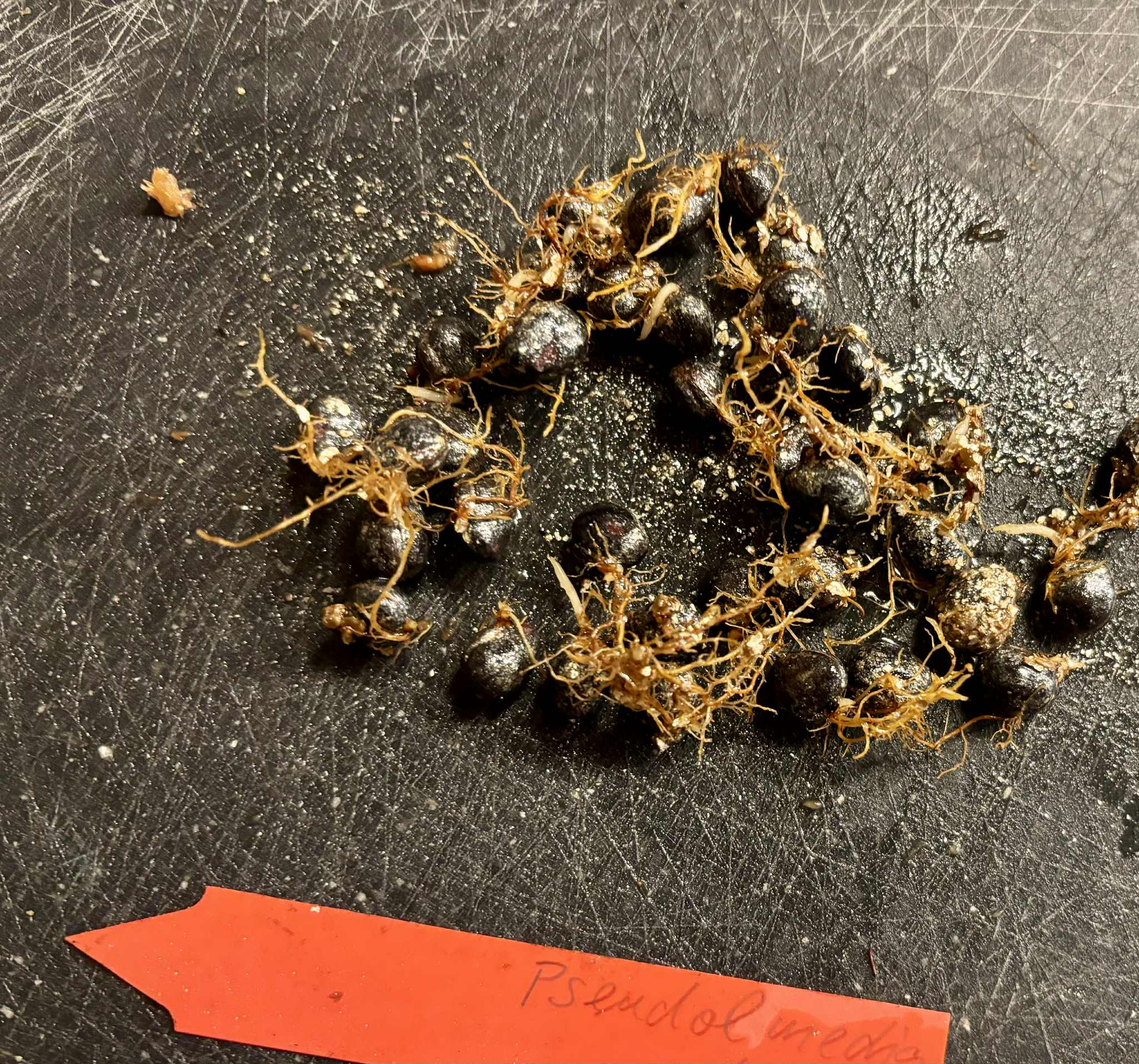 Pseudolmedia sp Amazonas  - 1 germinated seed / 1 gekeimter Samen