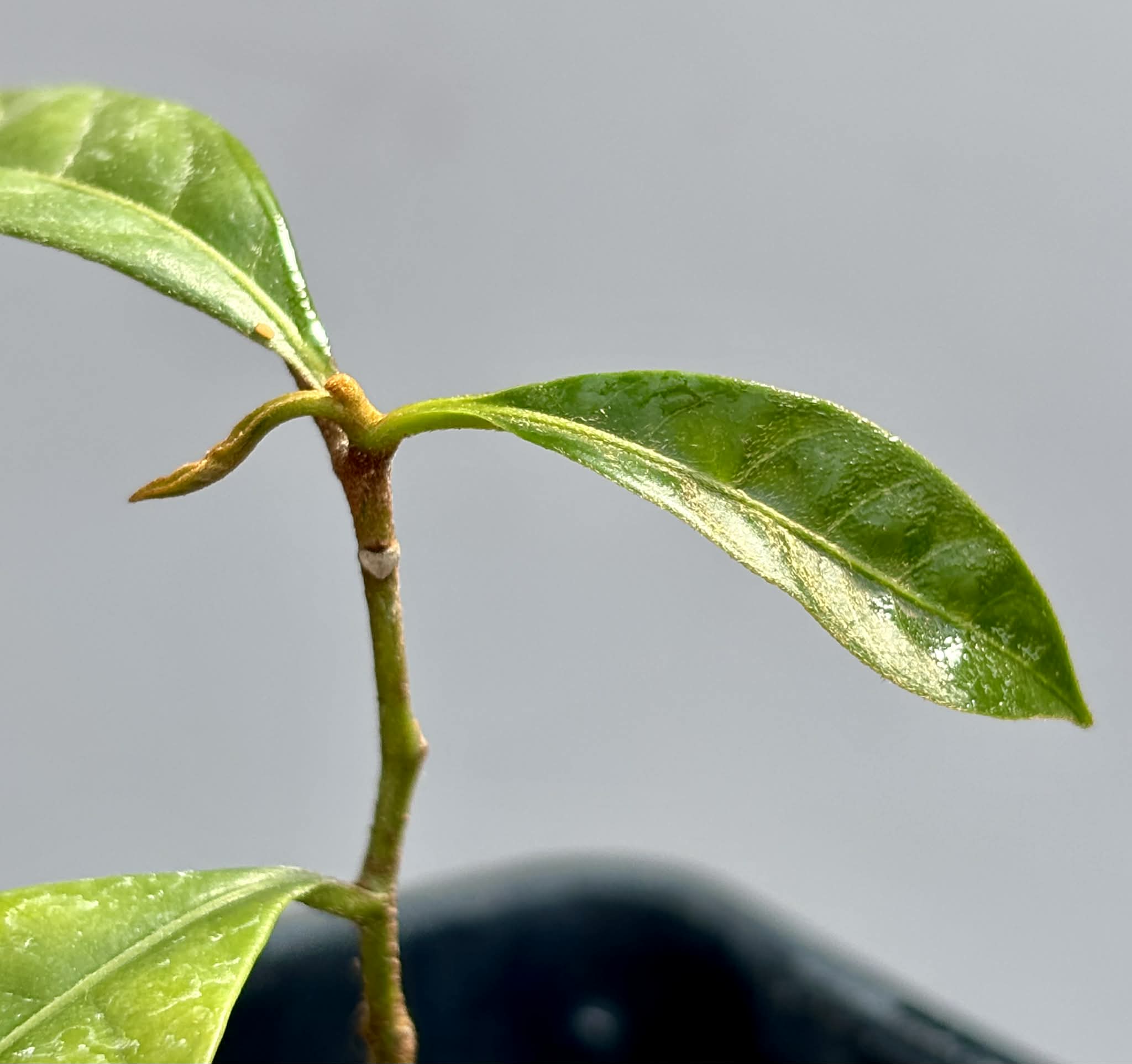 Pouteria bangii - 1 potted plant / 1 getopfte Pflanze