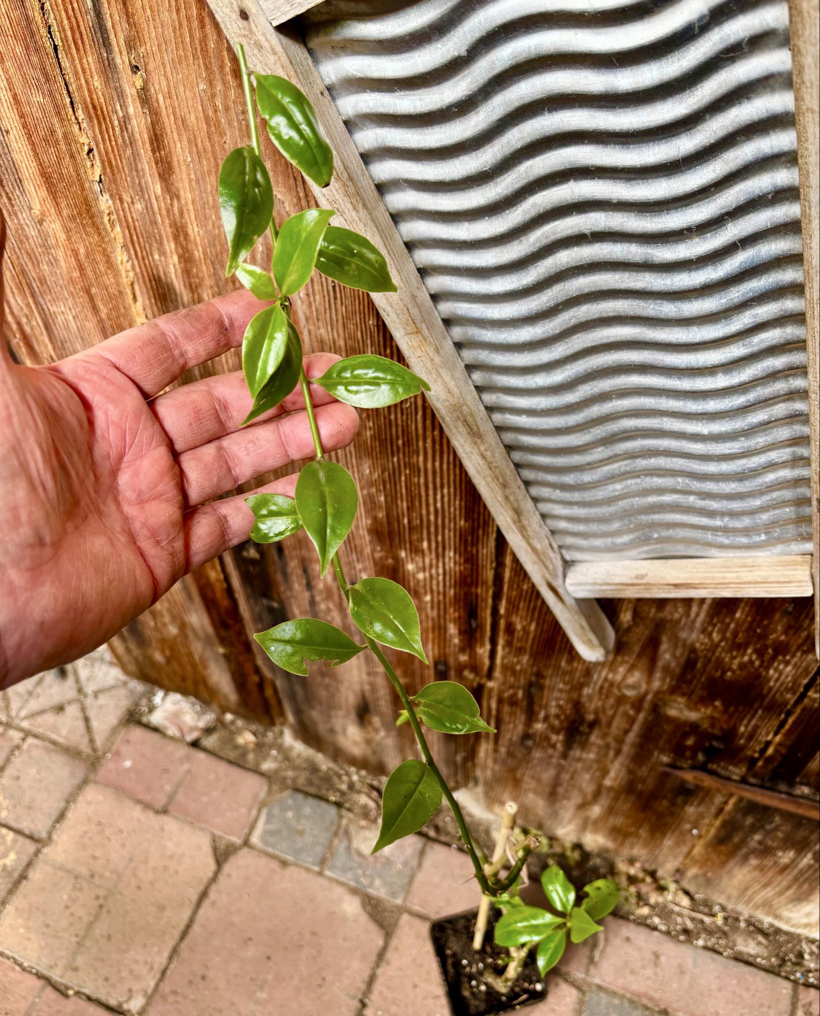 0.8m plant - Barbados Gooseberry - Pereskia aculeata - 1 potted plant / 1 getopfte Pflanze