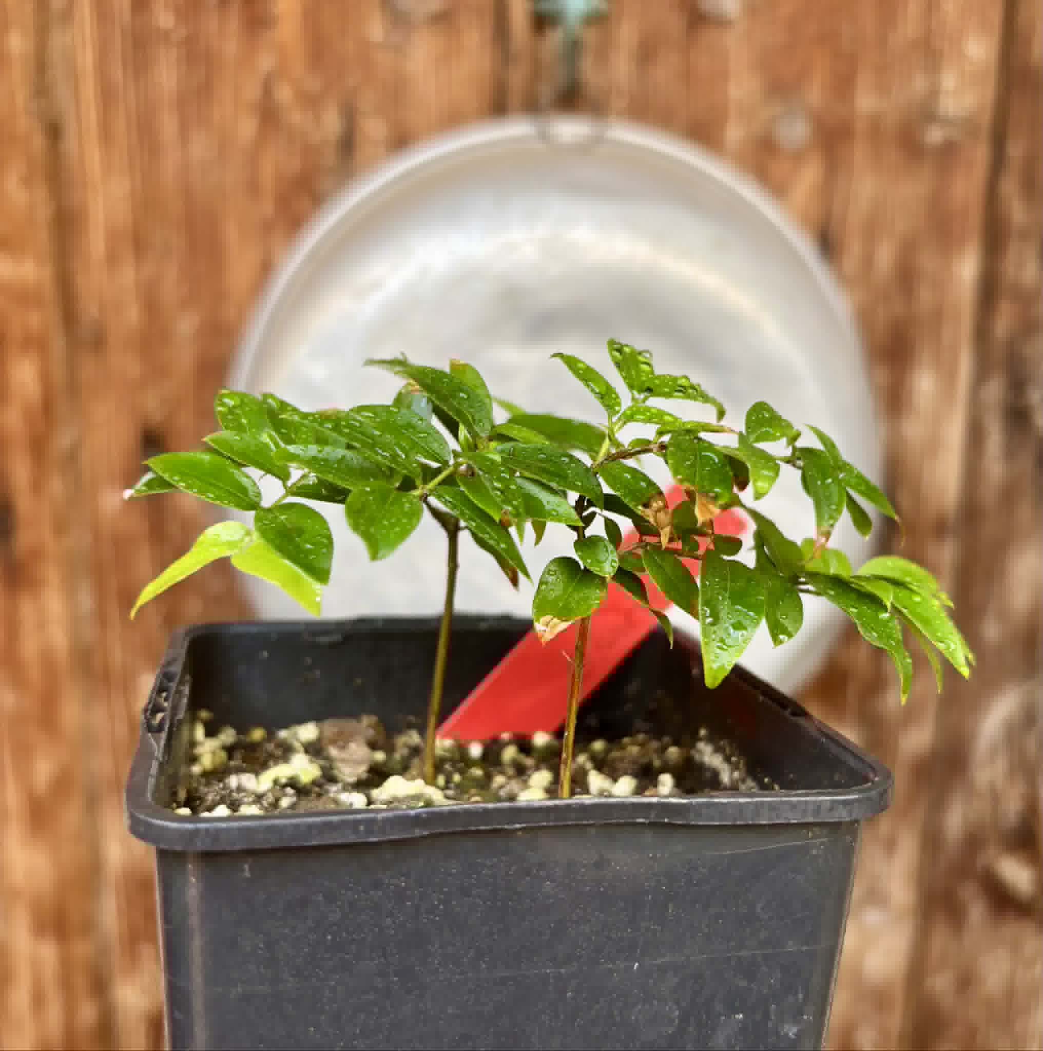 2 in 1 pot - Jaboticaba - Plinia sp Esarme -  2 seedlings in one pot / 2 Sämlinge in einem Topf