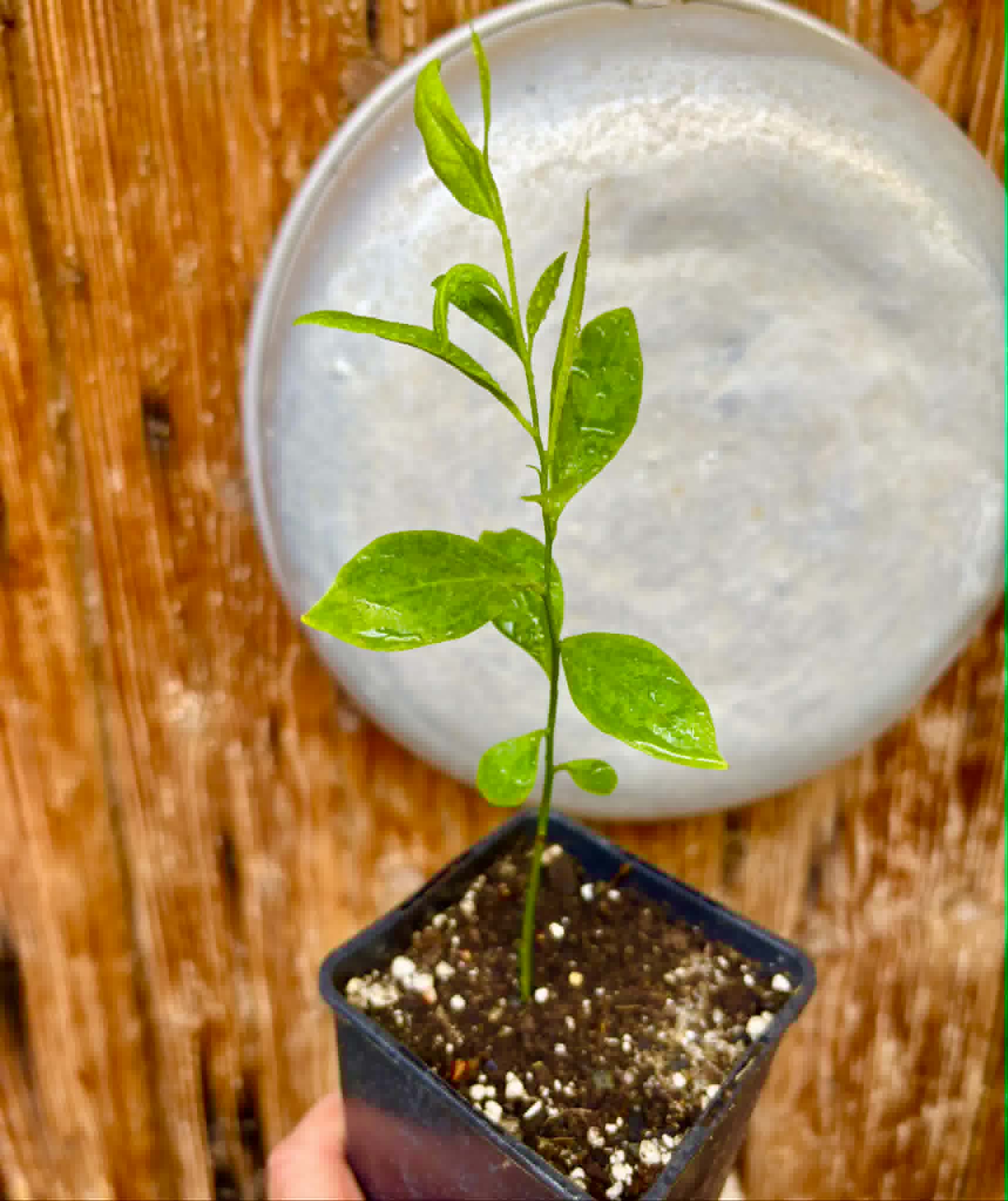 Ximenia americana - Ameixa da Caatinga - 1 potted seedling / 1 getopfter Sämling
