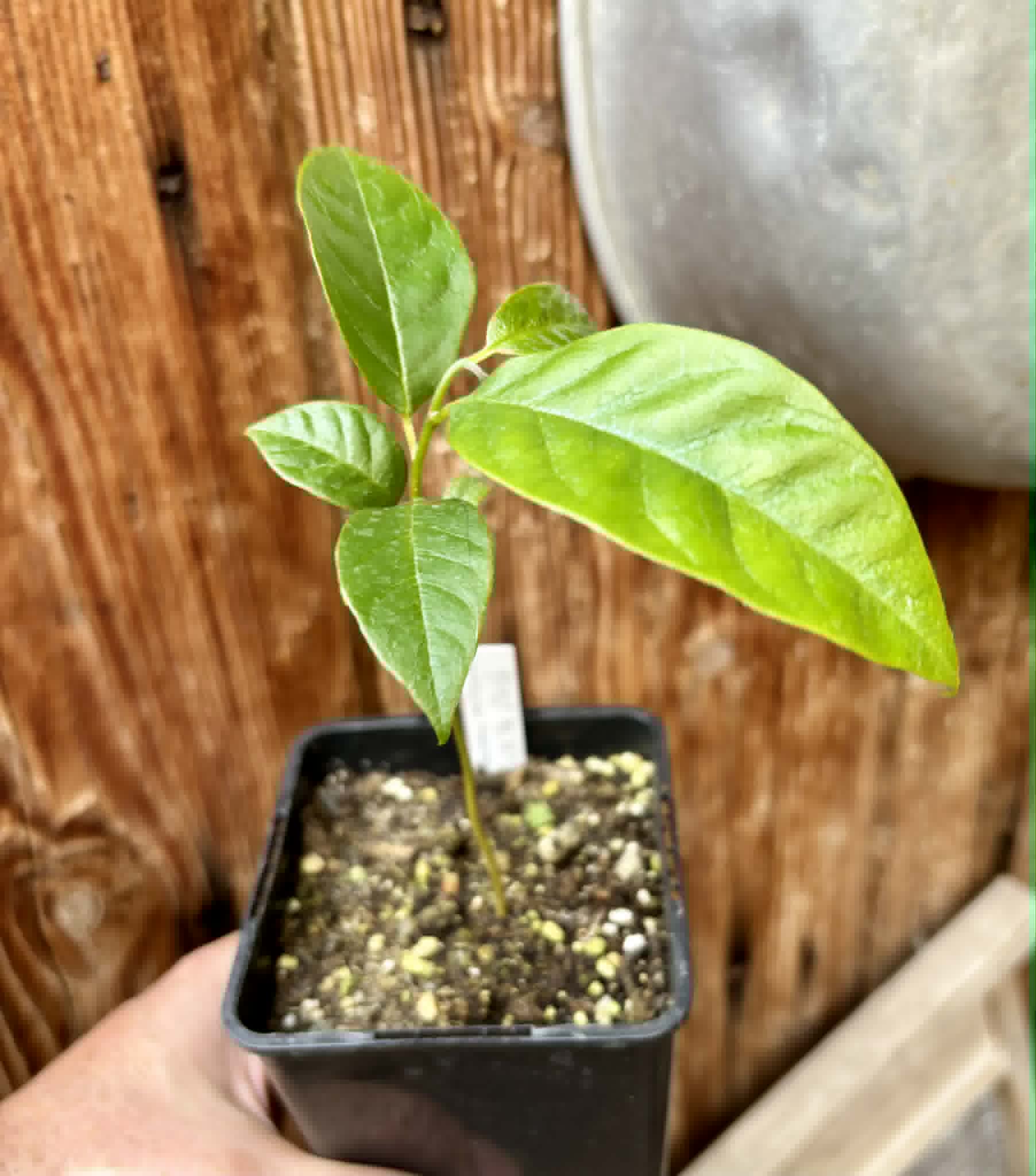Annona reticulata var Red - 1 potted plant / 1 getopfte Pflanze