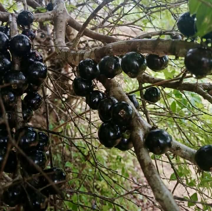 Pre Order - Plinia sp Lagoa black -  1 fresh seed / 1 frischer Samen