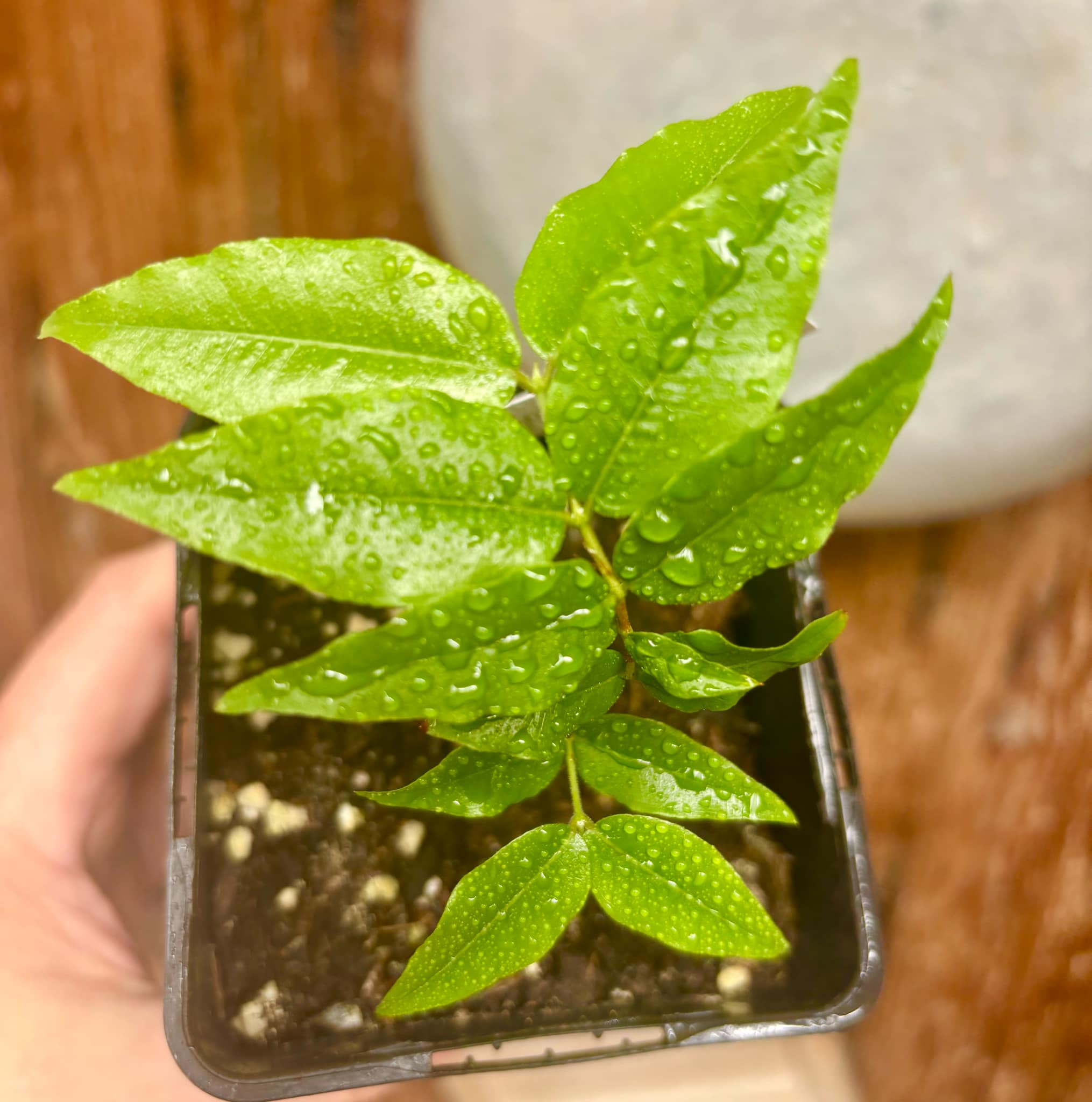 Myrciaria sp Jaboticaba - 1 potted plant / 1 getopfte Pflanze