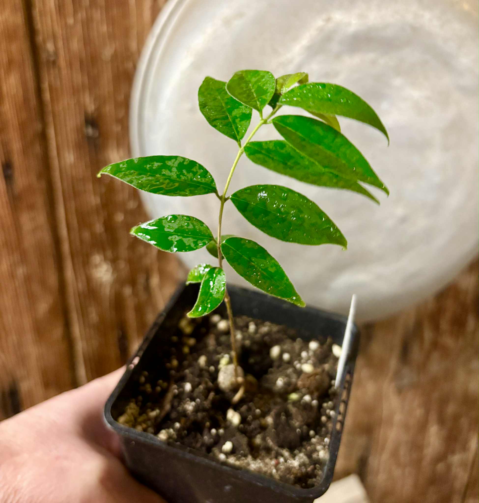 Eugenia sp Guajuba suave -  1 potted seedling / 1 getopfter Sämling