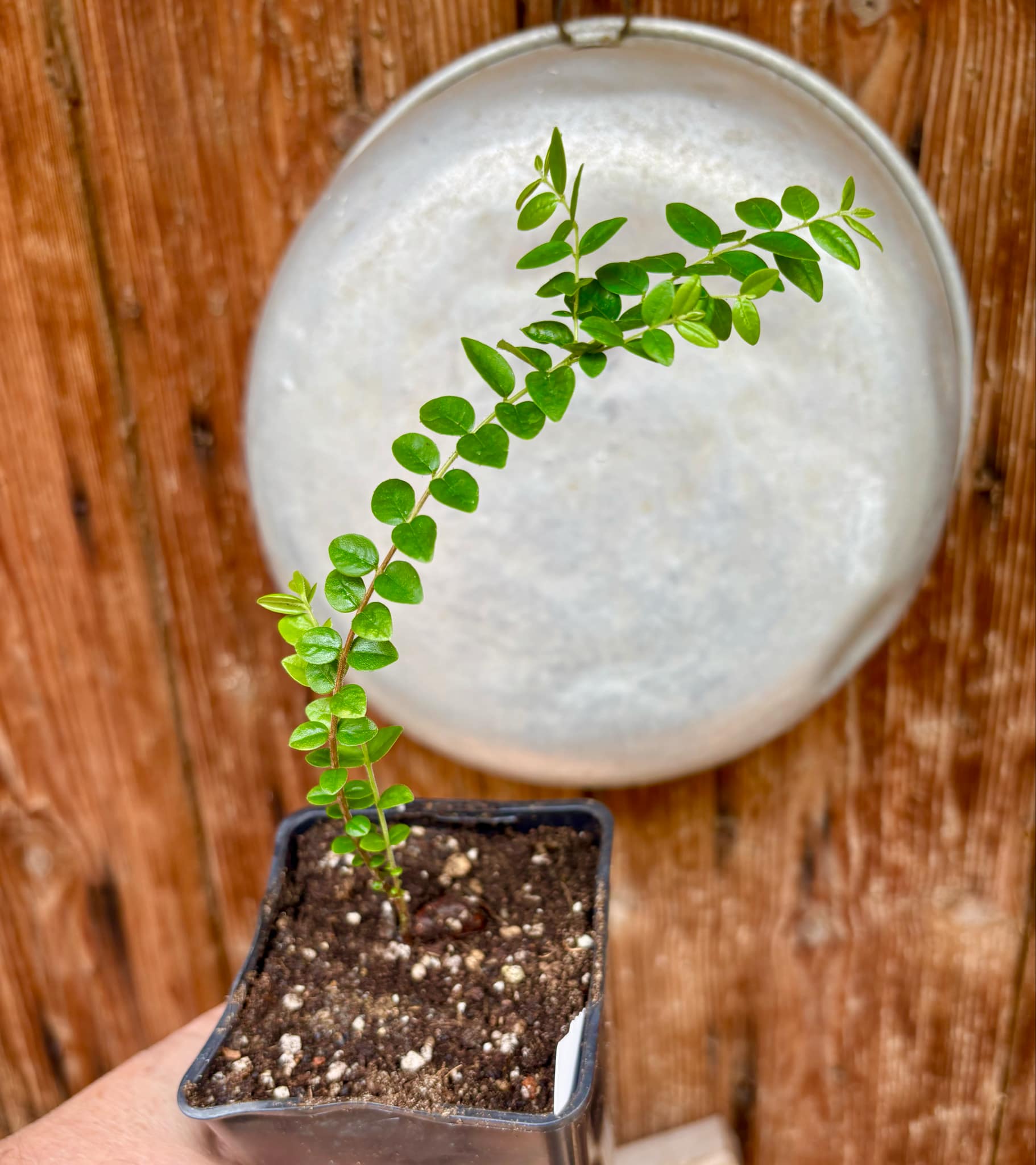 Myrciaria sp Pastora Nr. 1 - 1 potted seedling / 1 getopfter Sämling