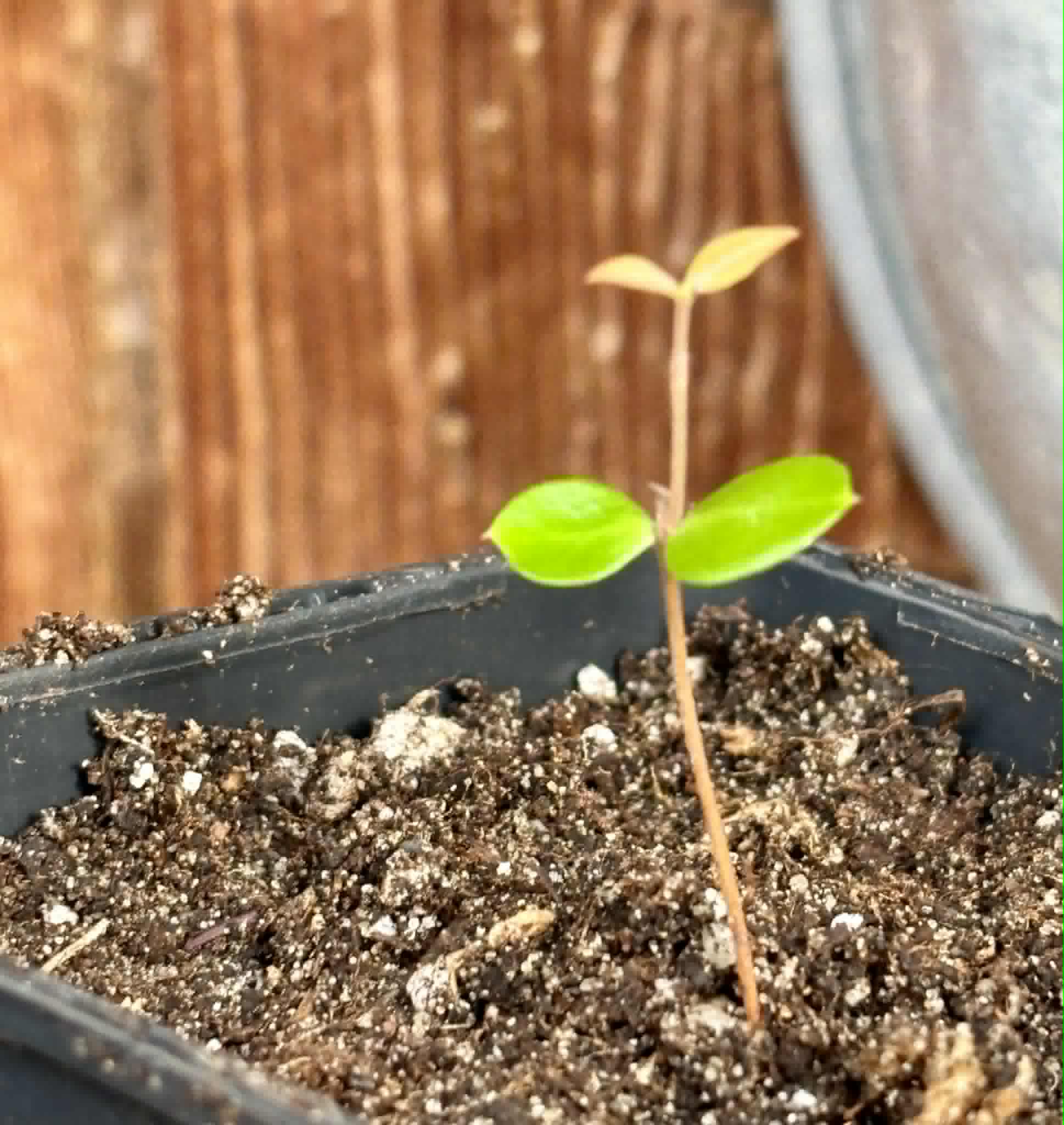 Eugenia subterminalis - 1 potted seedling / 1 getopfter Sämling