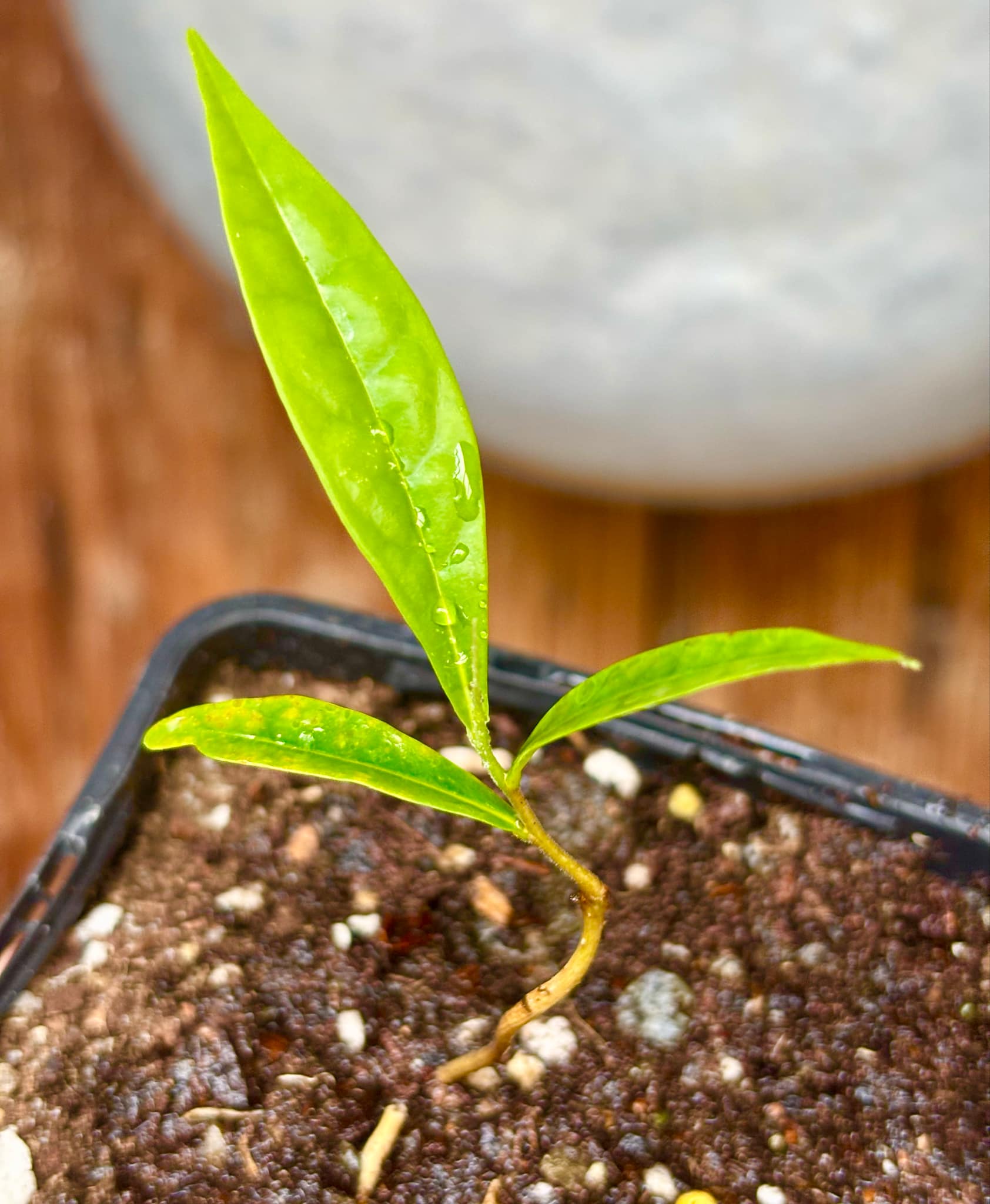 Duguetia sp Colombia  - 1 potted seedling / 1 getopfter Sämling
