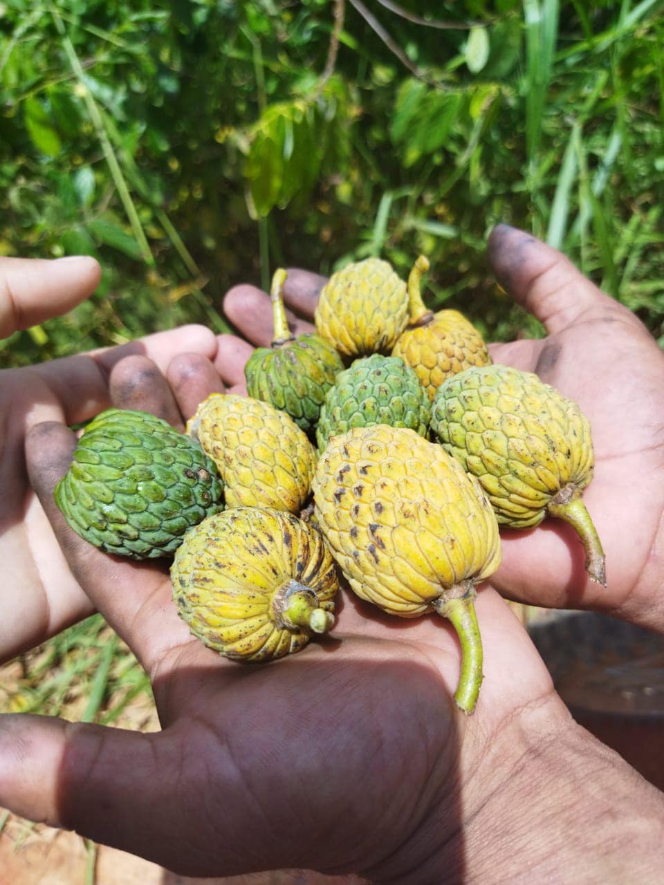 Annona sp. floresta amazônica  - 1 potted plant / 1 getopfte Pflanze