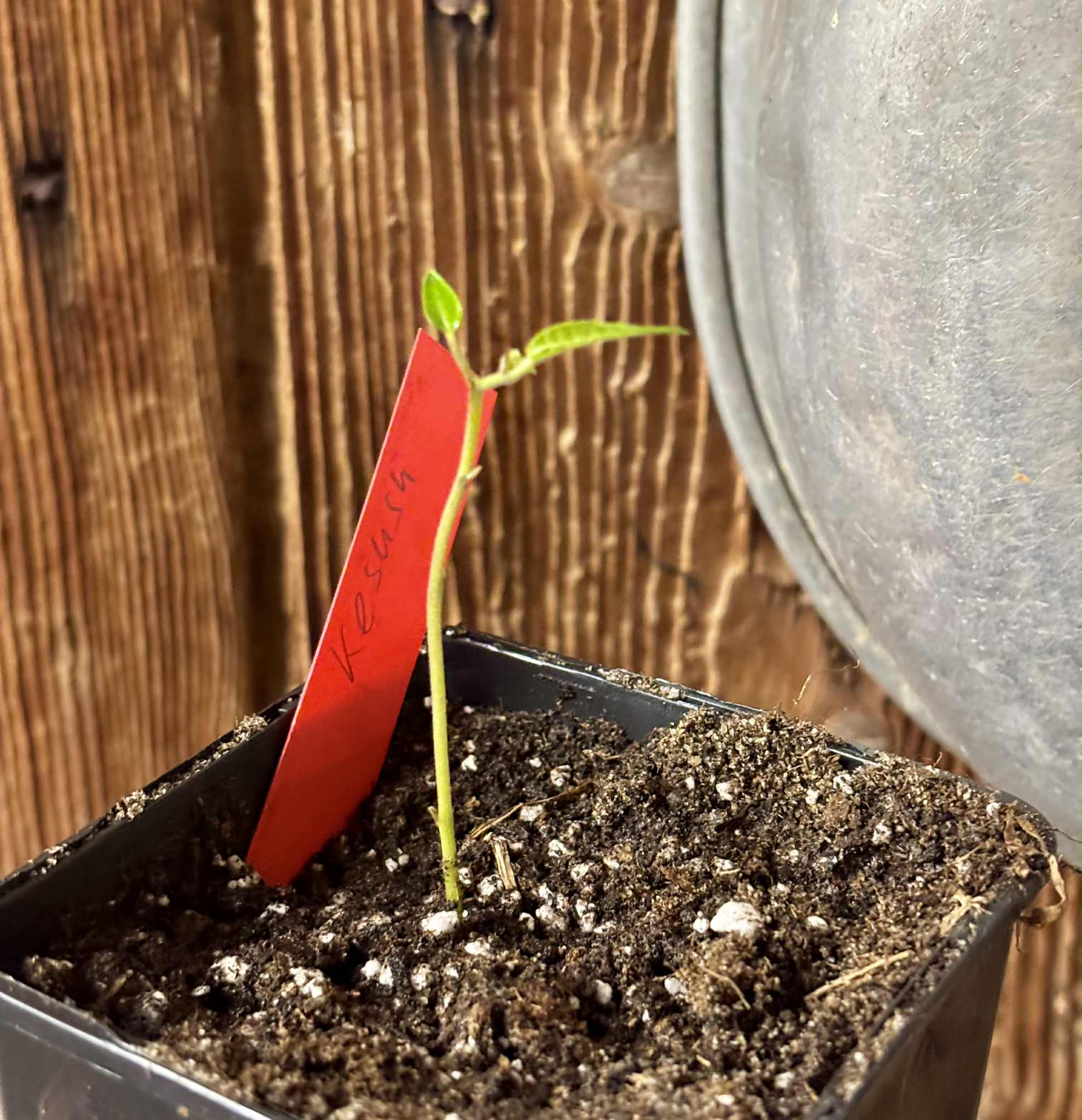 Kesusu (Prainea limpato) - 1 potted seedling / 1 getopfter Sämling