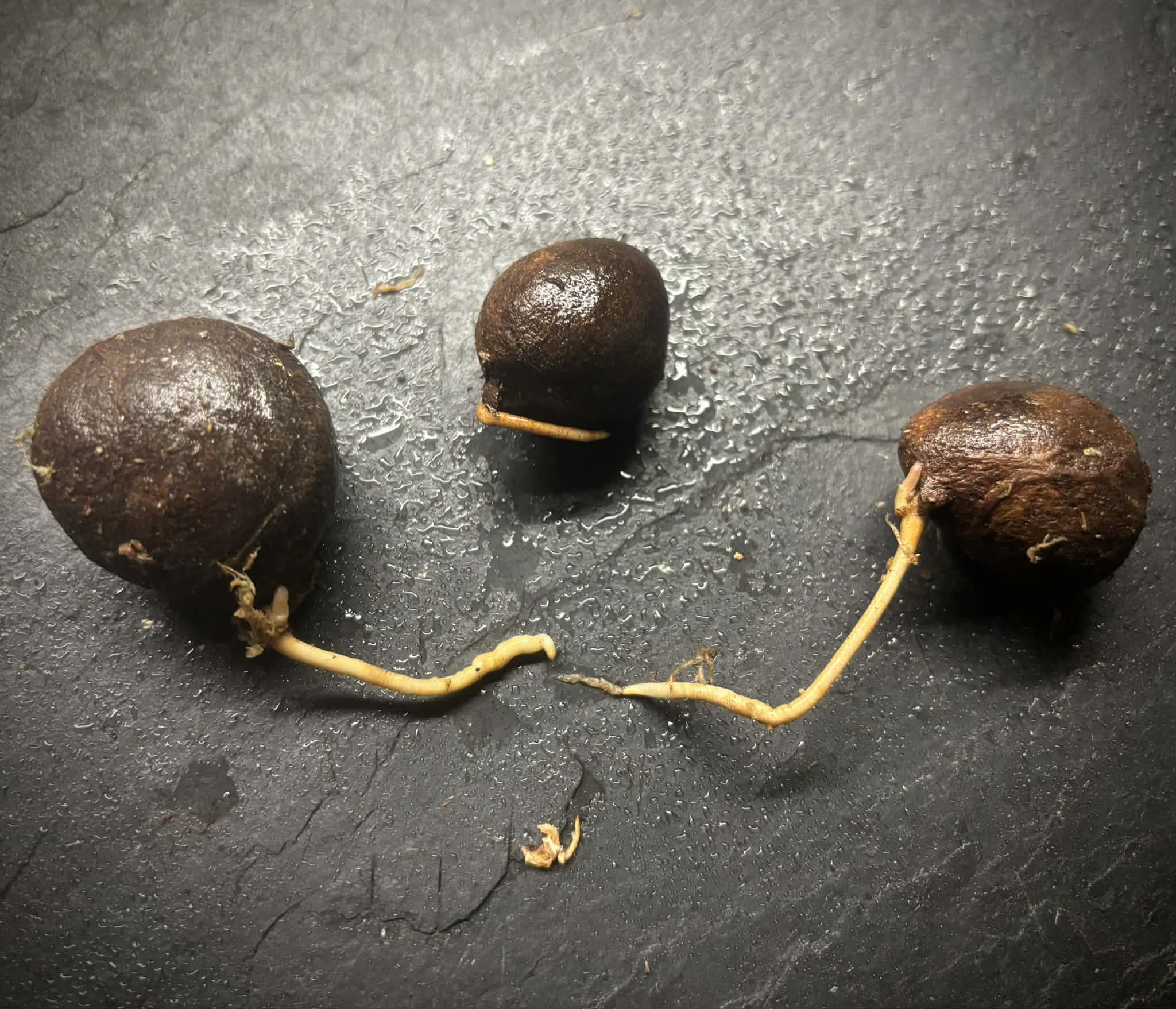 Eugenia octocostata-  1 germinated seed / 1 gekeimter Samen