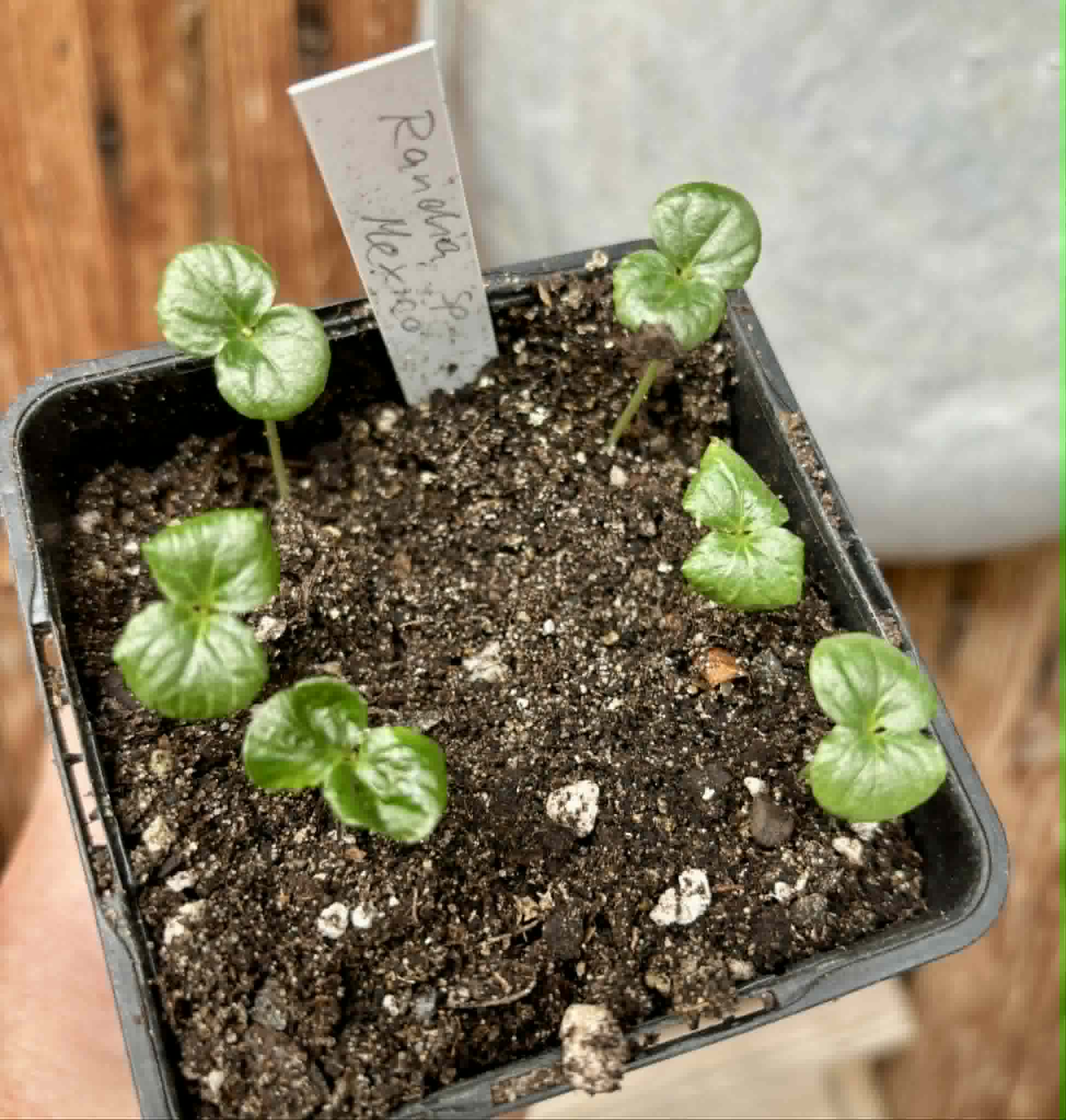 6 in 1 pot - Randia sp Mexico  - 6 seedlings in one pot / 6 Sämlinge in einem Topf