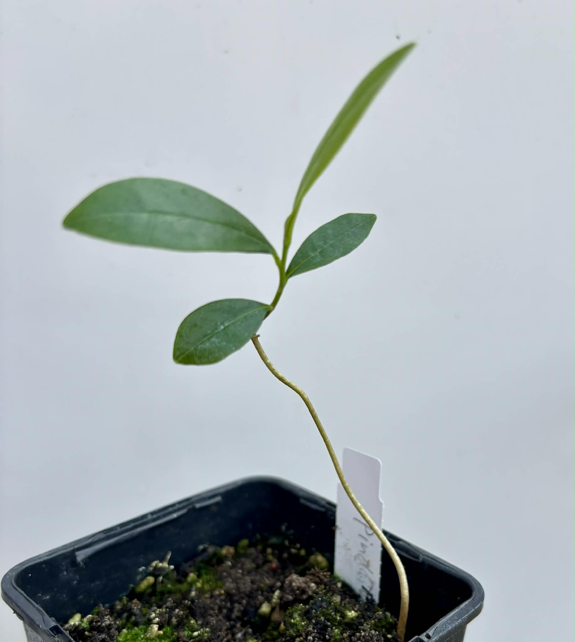 Duguetia lanceolata - Pindaiba - 1 potted seedling / 1 getopfter Sämling