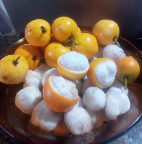 Garcinia sp Amazonas Nova - 1 fresh seed / 1 frischer Samen