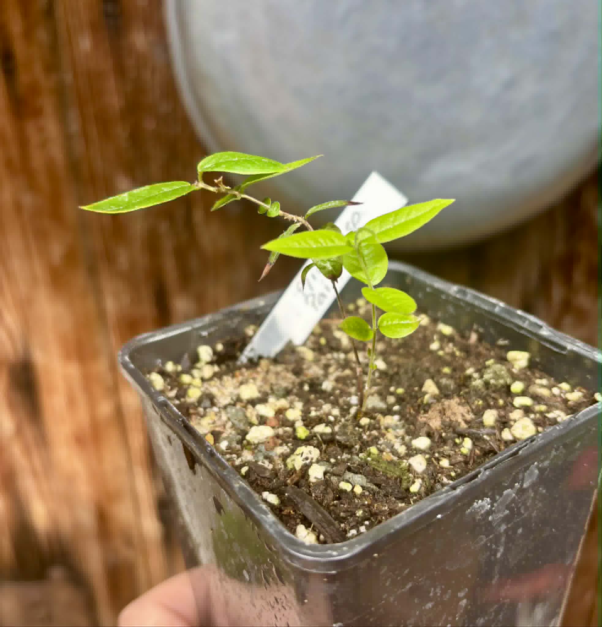 Plinia sp Pai Pedro -  1 potted seedling  / 1 getopfter Sämling