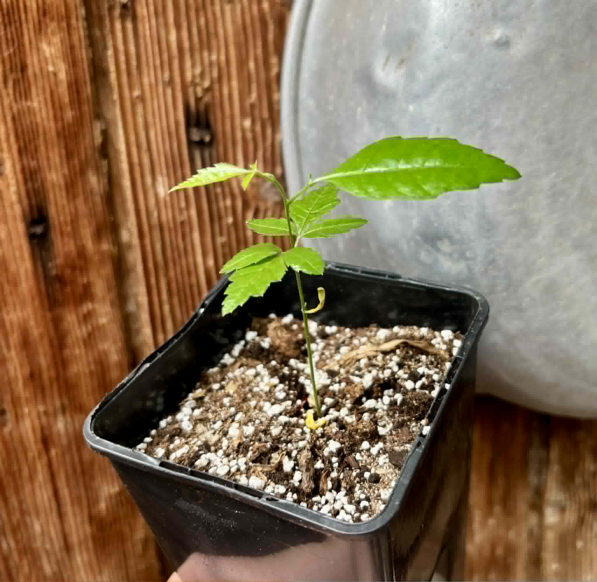 Allophylus edulis - Chal-Chal / Fruta de Pomba - 1 potted seedling / 1 getopfter Sämling