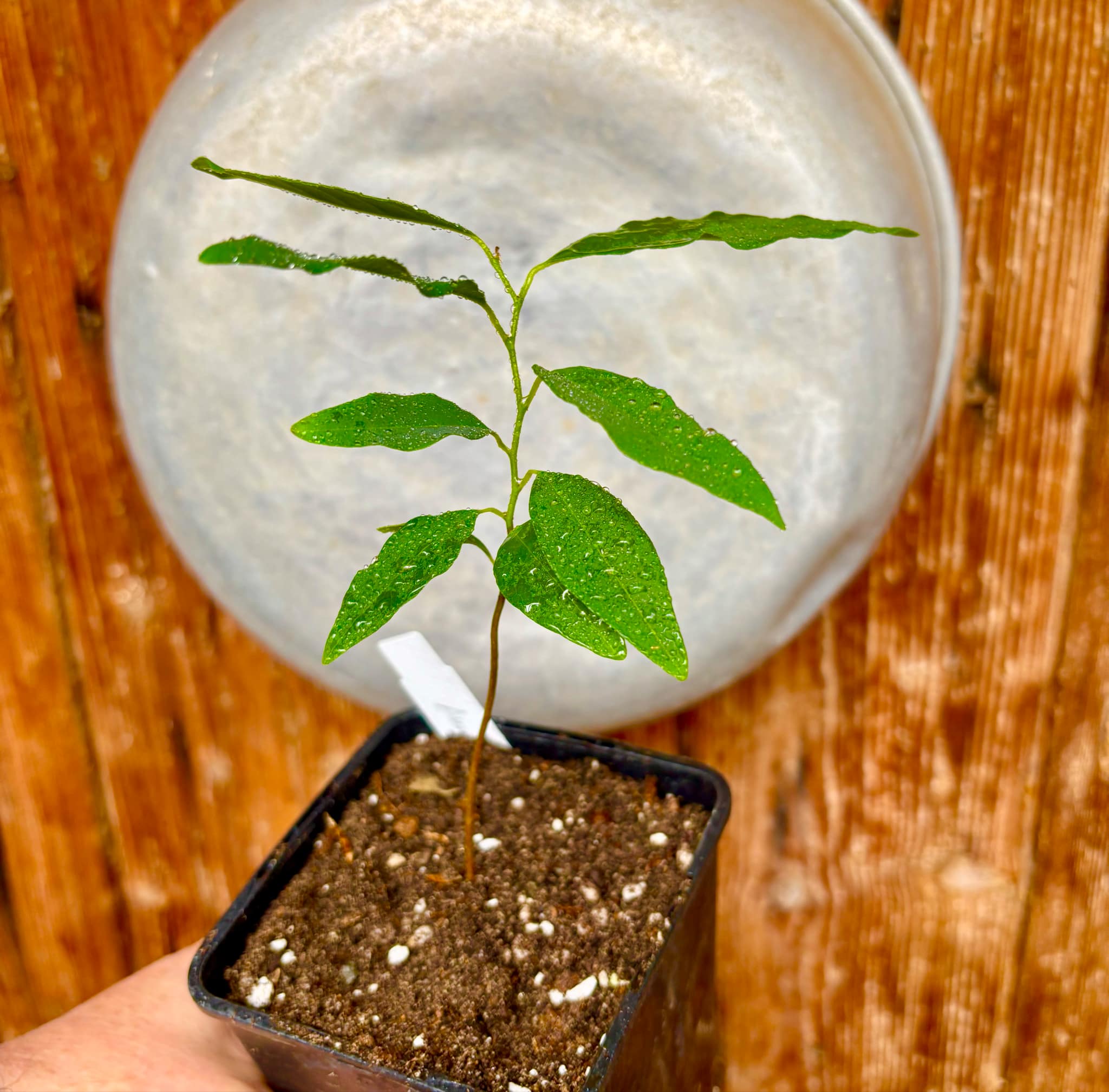 Annona emarginata - 1 potted plant / 1 getopfte Pflanze 