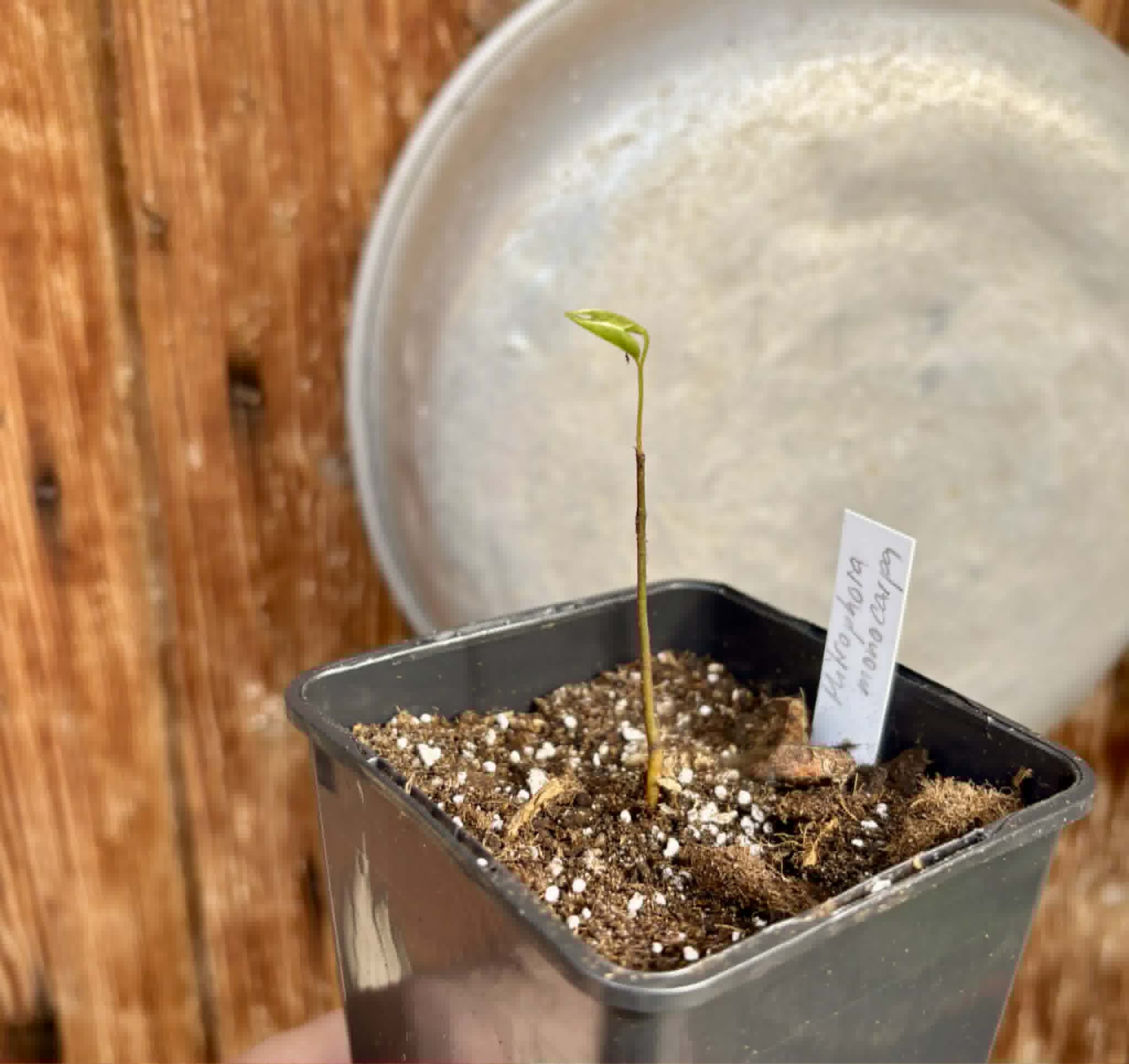 Phrom Phanom (Mitrophora monocarpa) - 1 potted seedling / 1 getopfter Sämling
